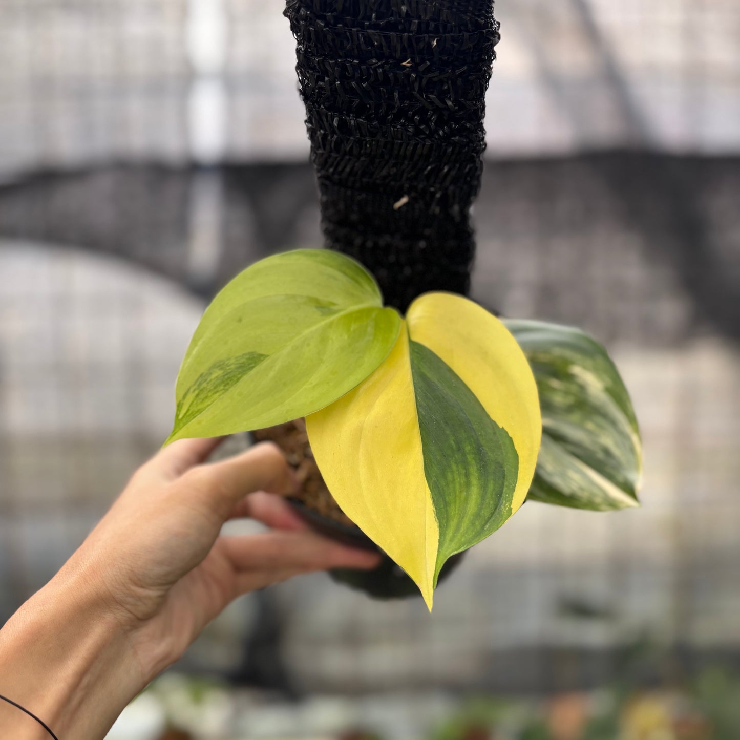 Scindapsus Moonlight Aurea — rare Indonesian plant