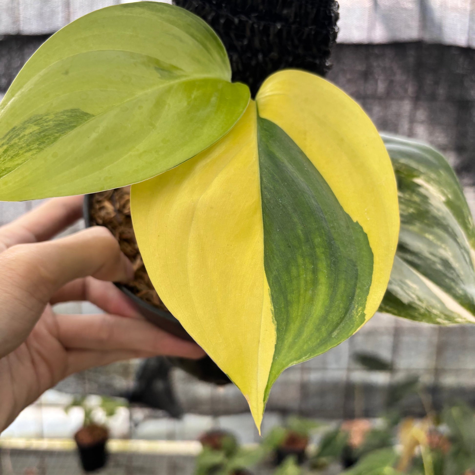 Scindapsus Moonlight Aurea — photo 2