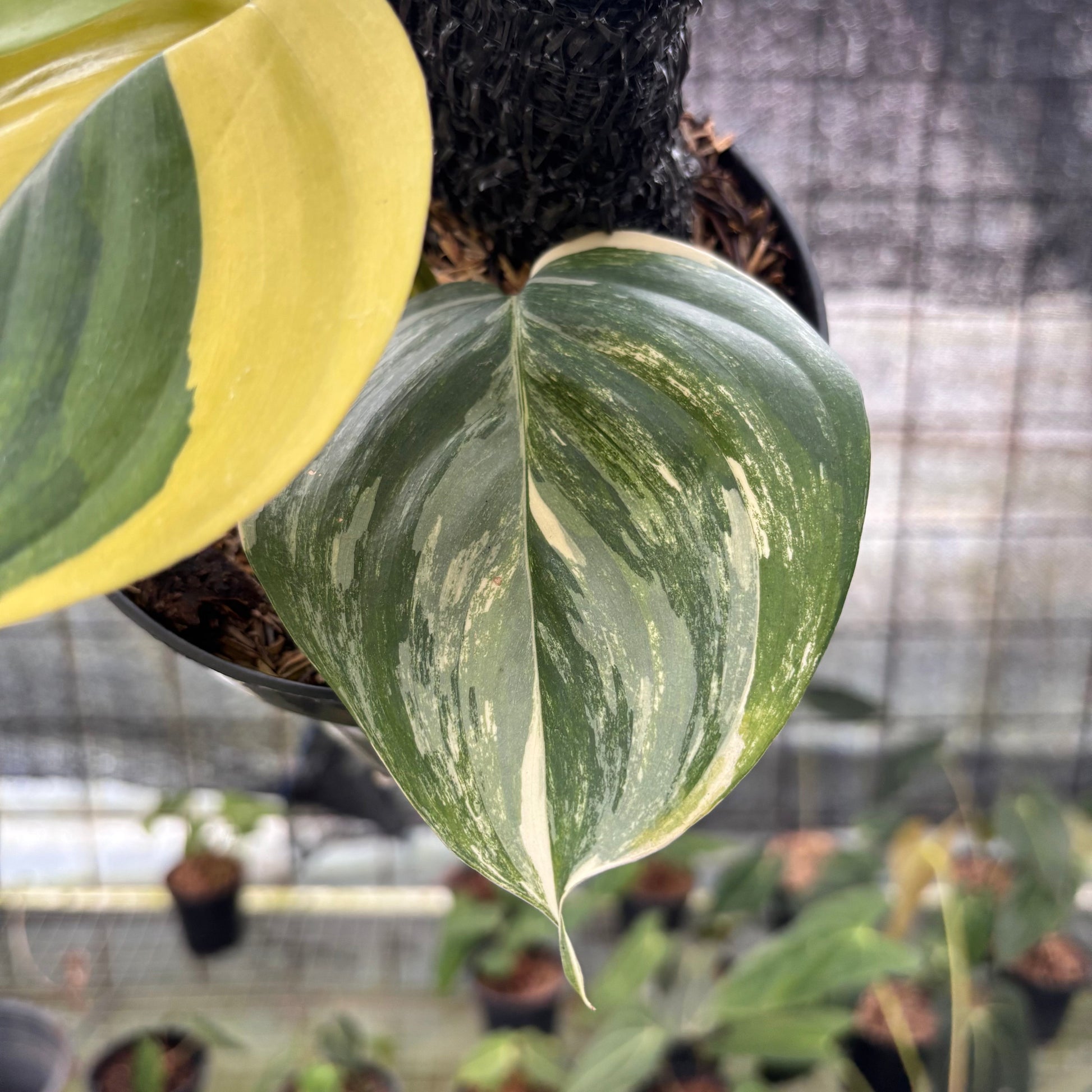 Scindapsus Moonlight Aurea — photo 4