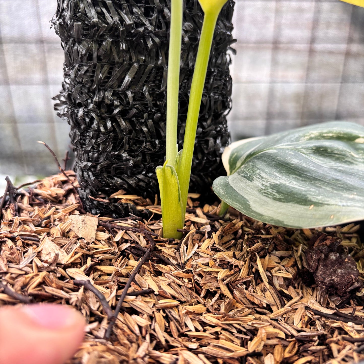 Scindapsus Moonlight Aurea — photo 5