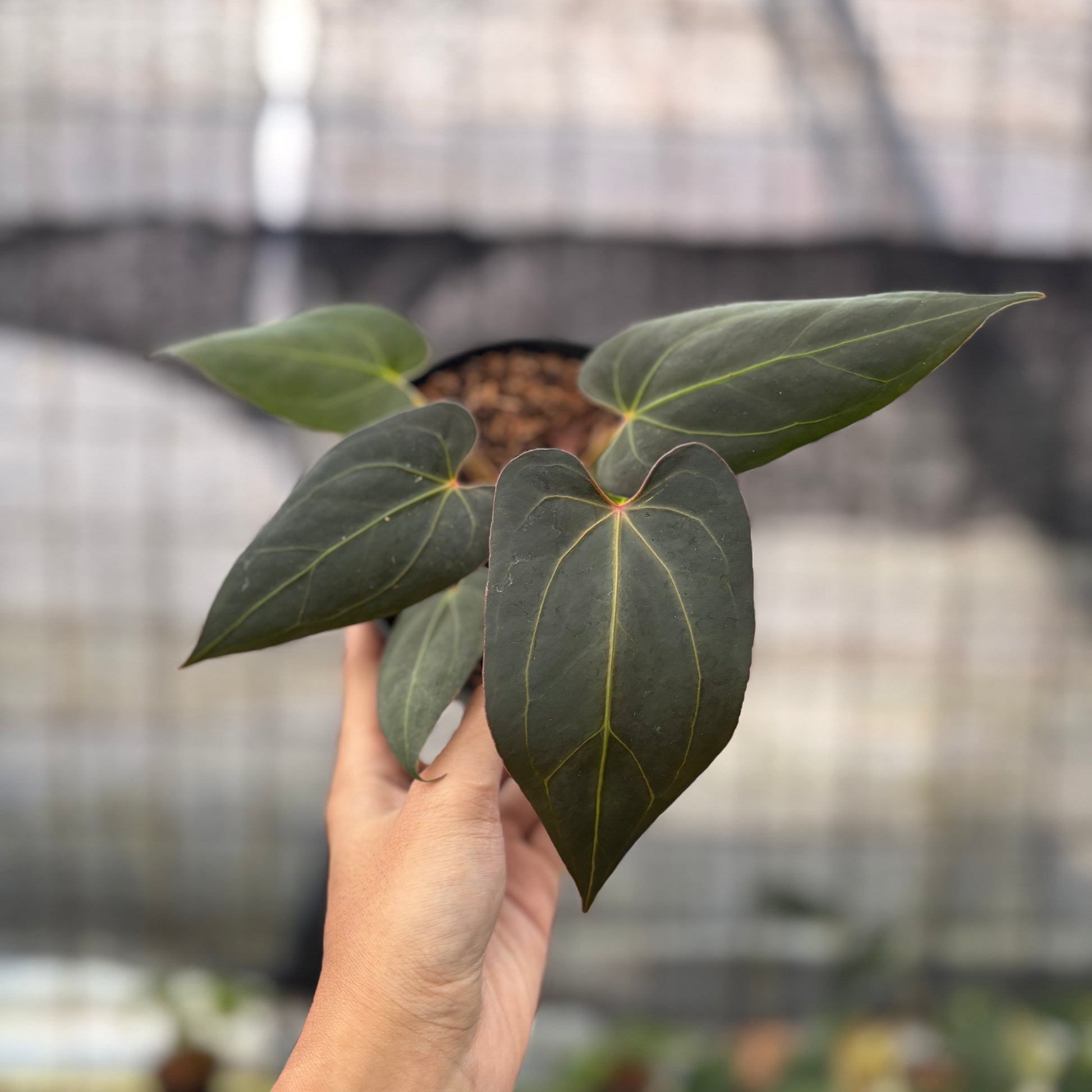 Anthurium Red Spider x Papillilaminum Selected — rare Indonesian plant