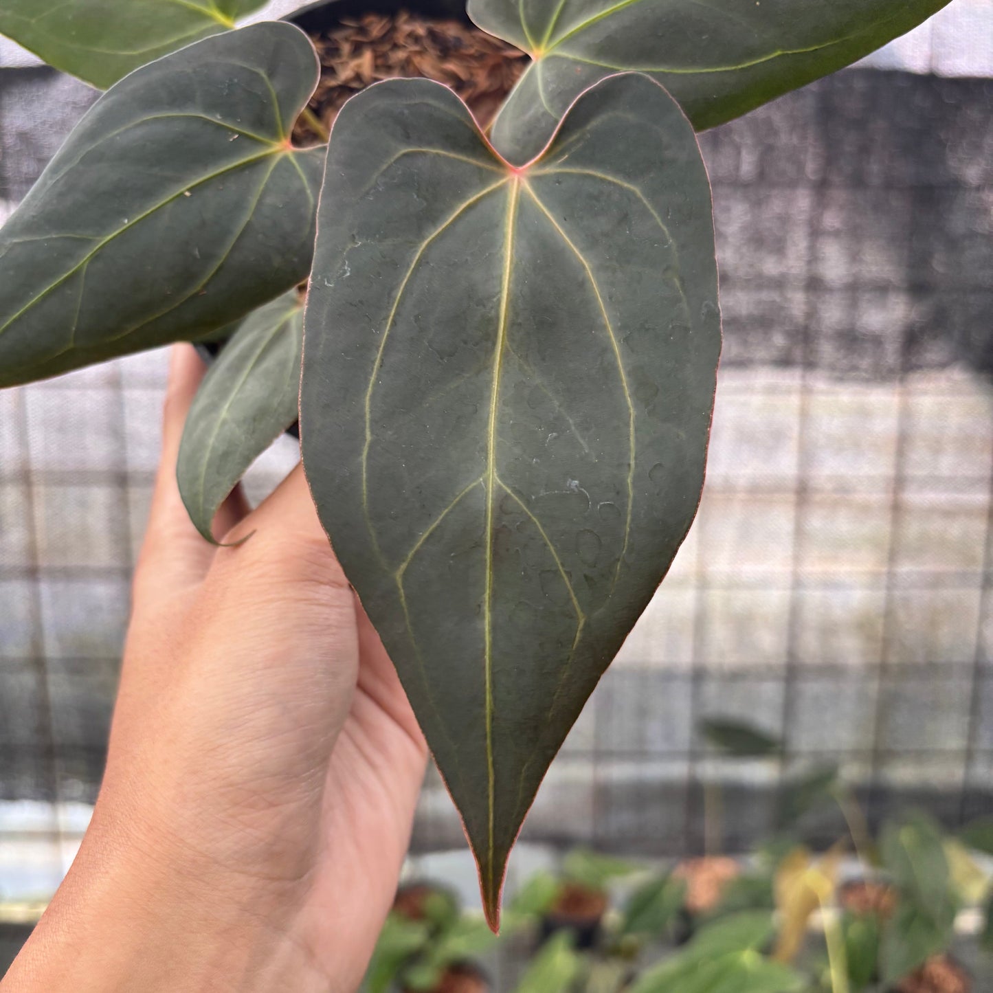 Anthurium Red Spider x Papillilaminum Selected — photo 2