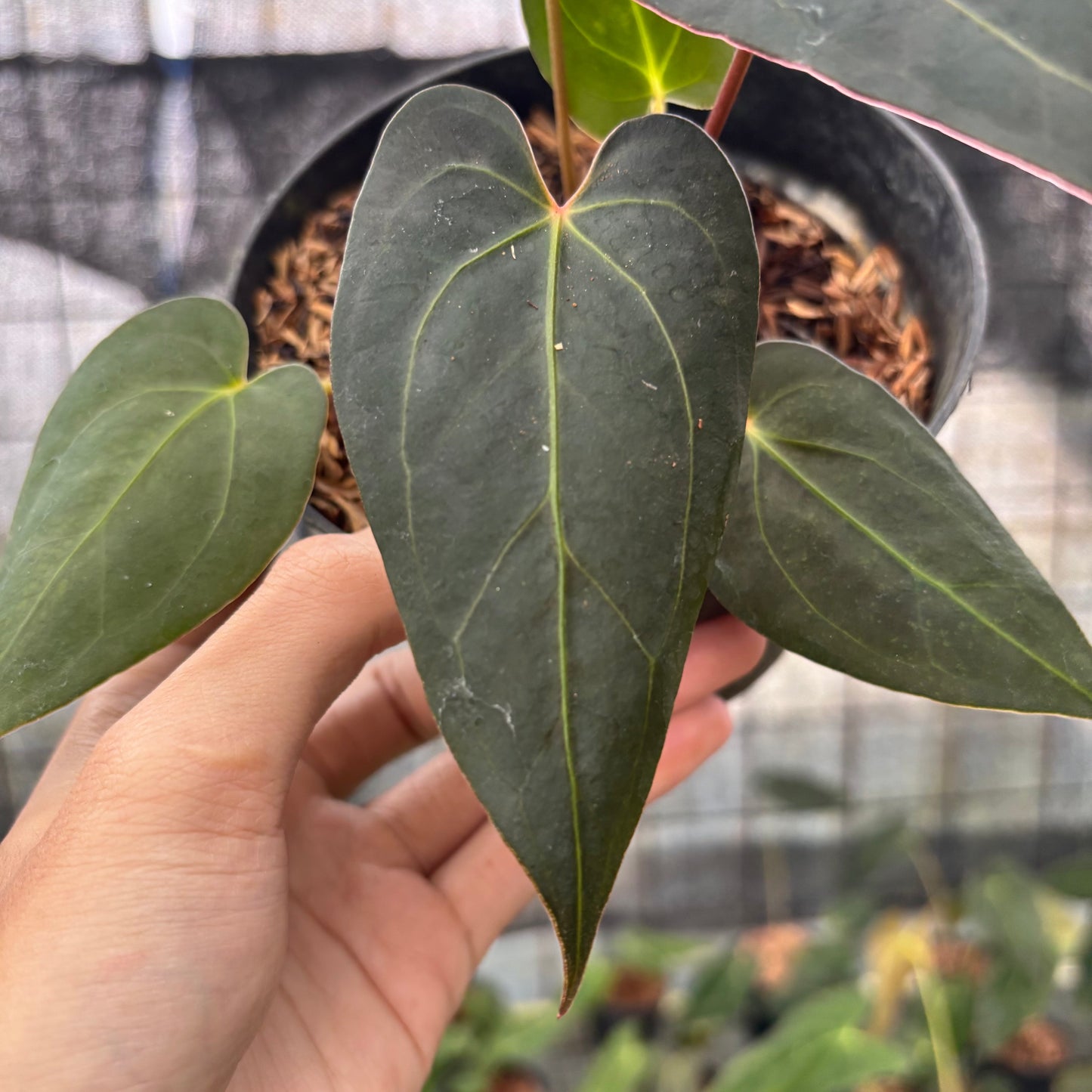 Anthurium Red Spider x Papillilaminum Selected — photo 3