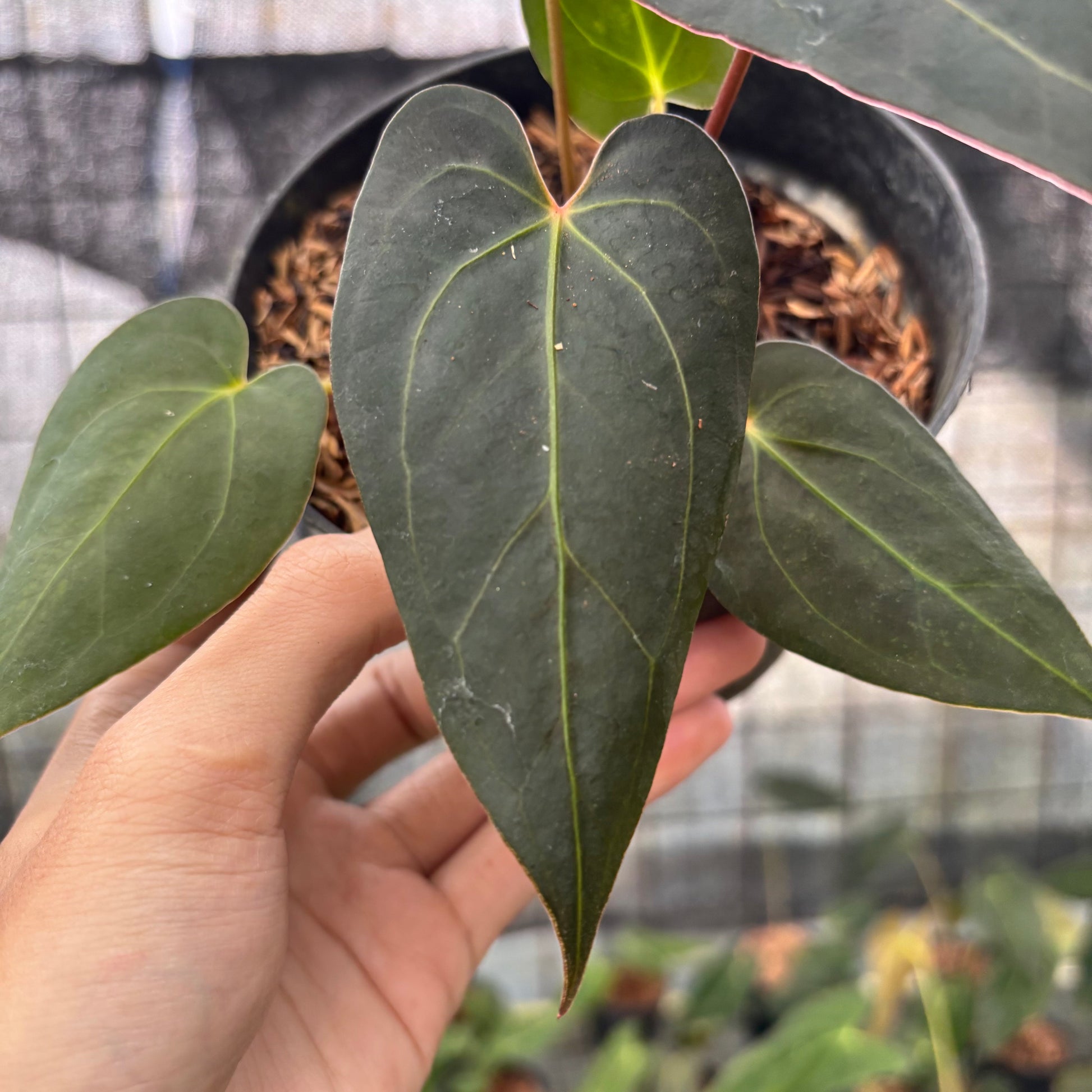 Anthurium Red Spider x Papillilaminum Selected — photo 3