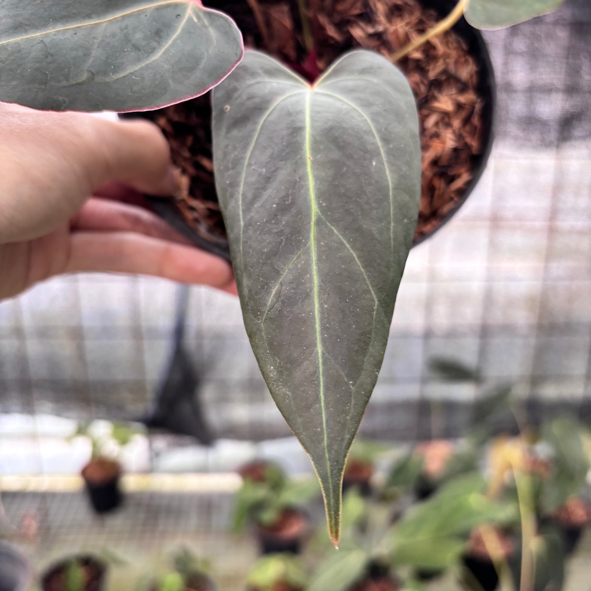 Anthurium Red Spider x Papillilaminum Selected — photo 4