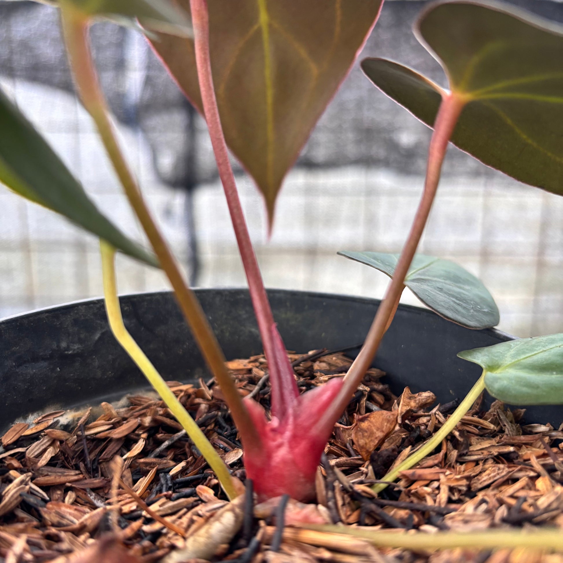 Anthurium Red Spider x Papillilaminum Selected — photo 5