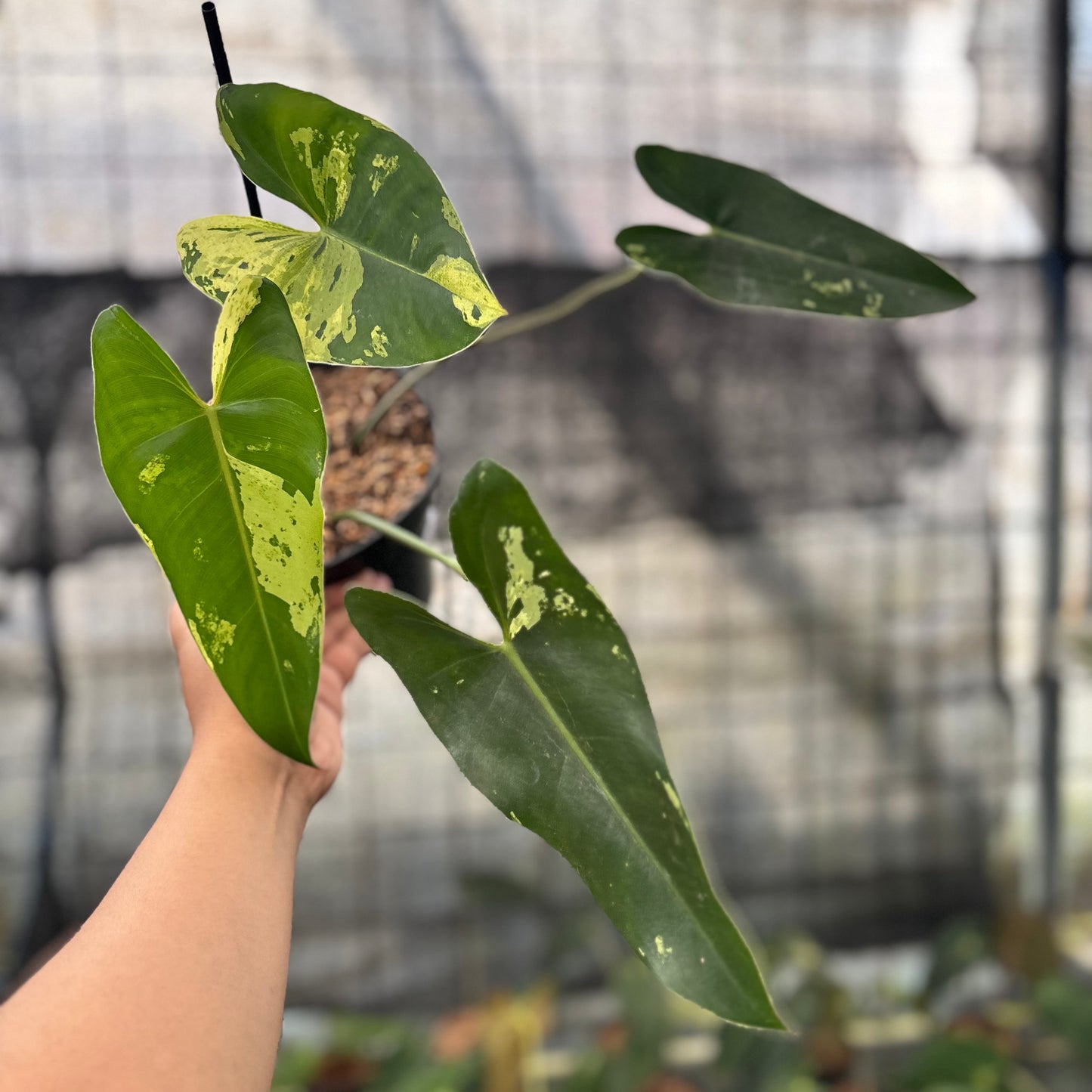 Philodendron Ilsemani Variegated — rare Indonesian plant