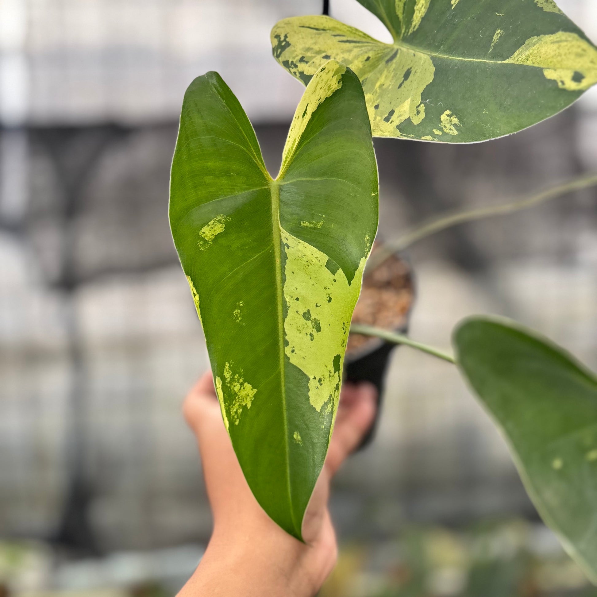 Philodendron Ilsemani Variegated — photo 2