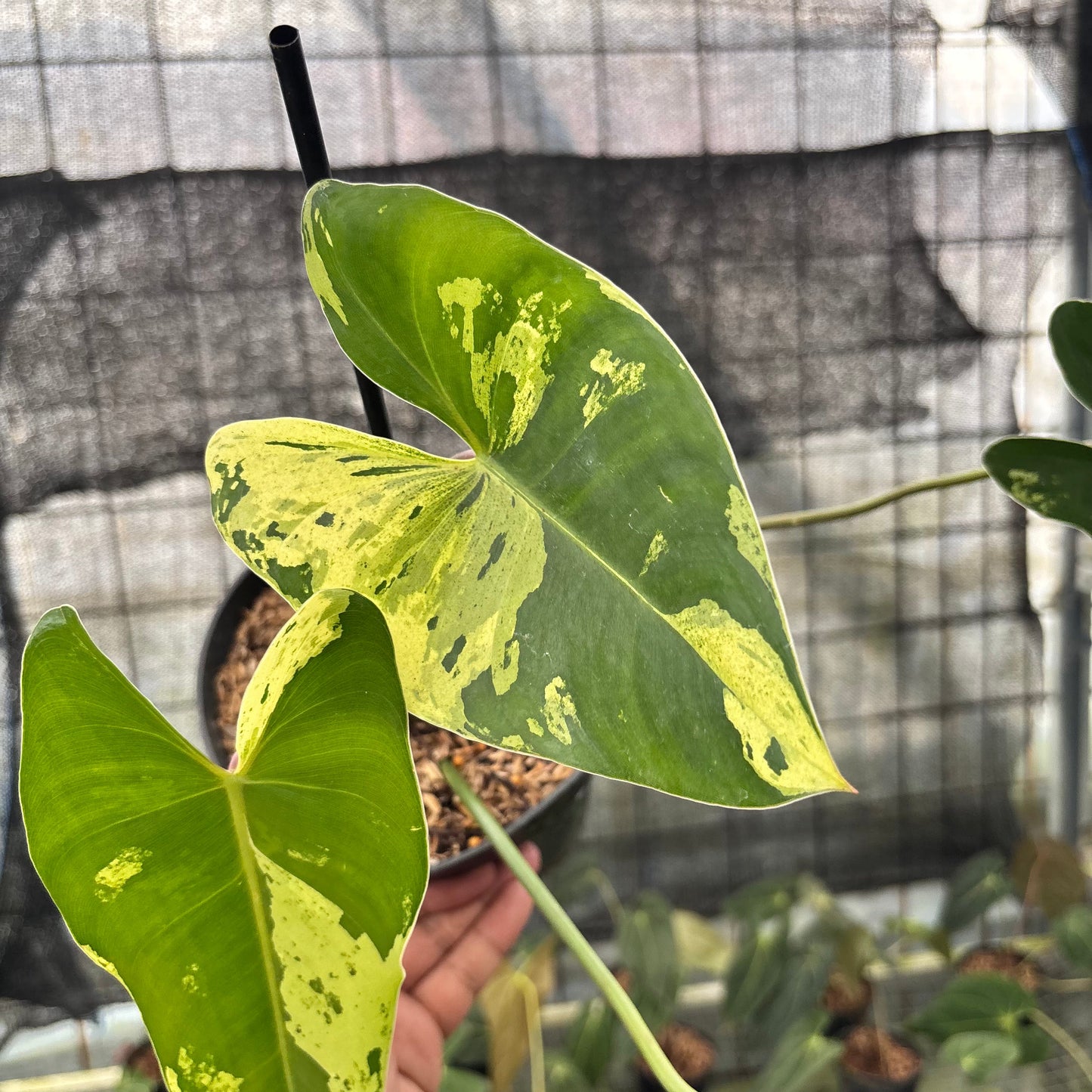 Philodendron Ilsemani Variegated — photo 3