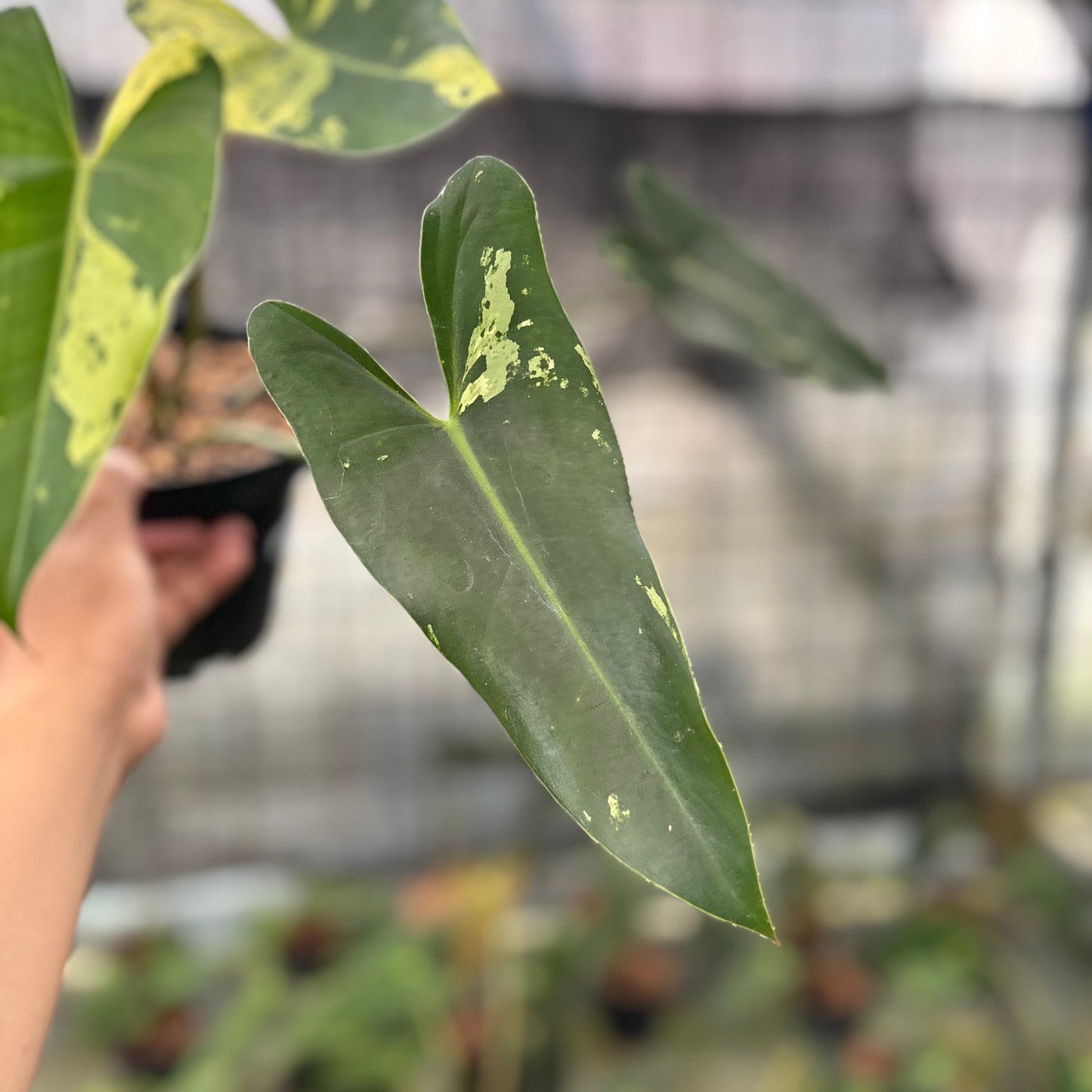 Philodendron Ilsemani Variegated — photo 4