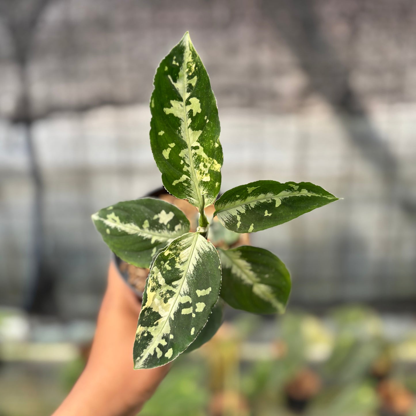 Aglaonema Pictum Beecolor Variegated — rare Indonesian plant