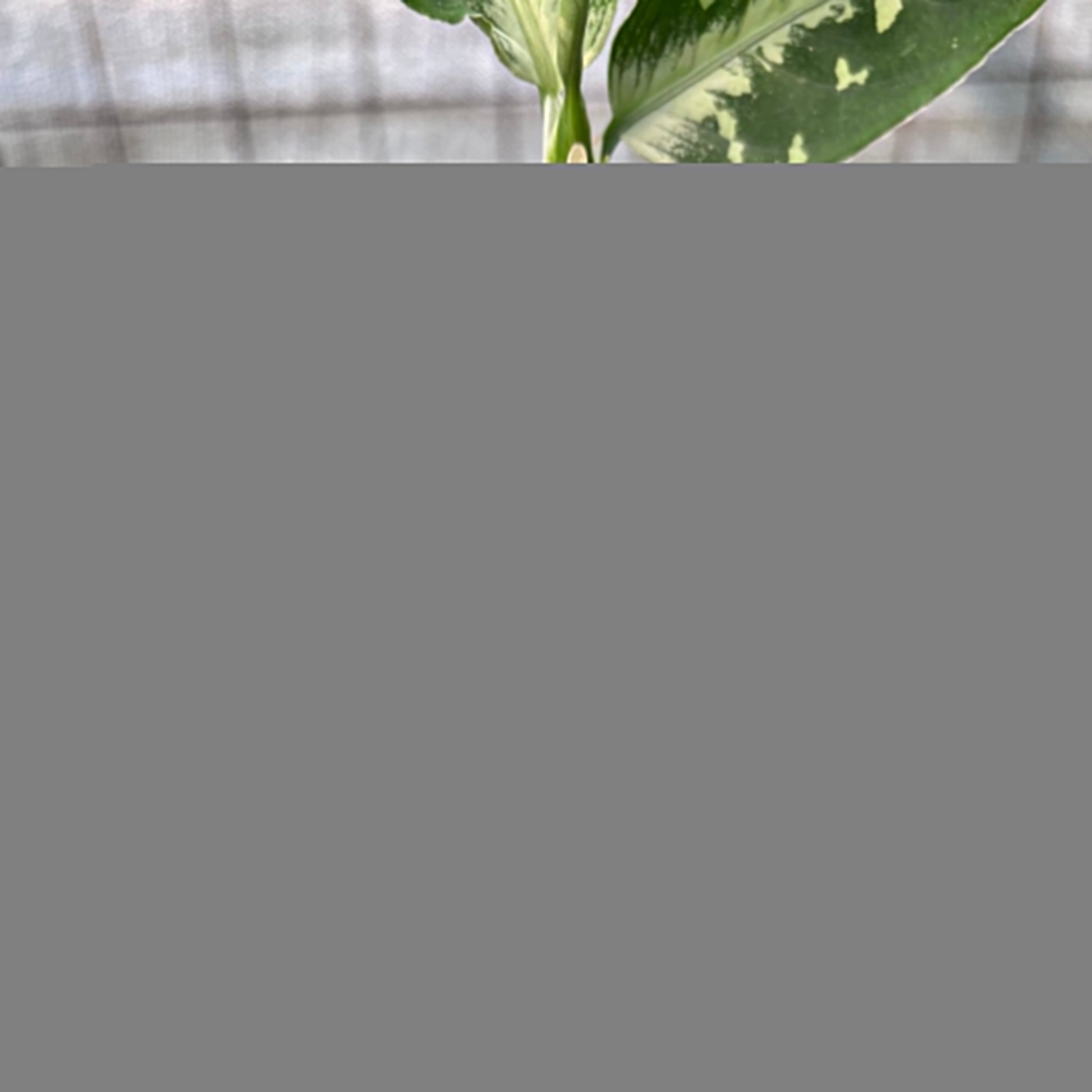 Aglaonema Pictum Beecolor Variegated — photo 2