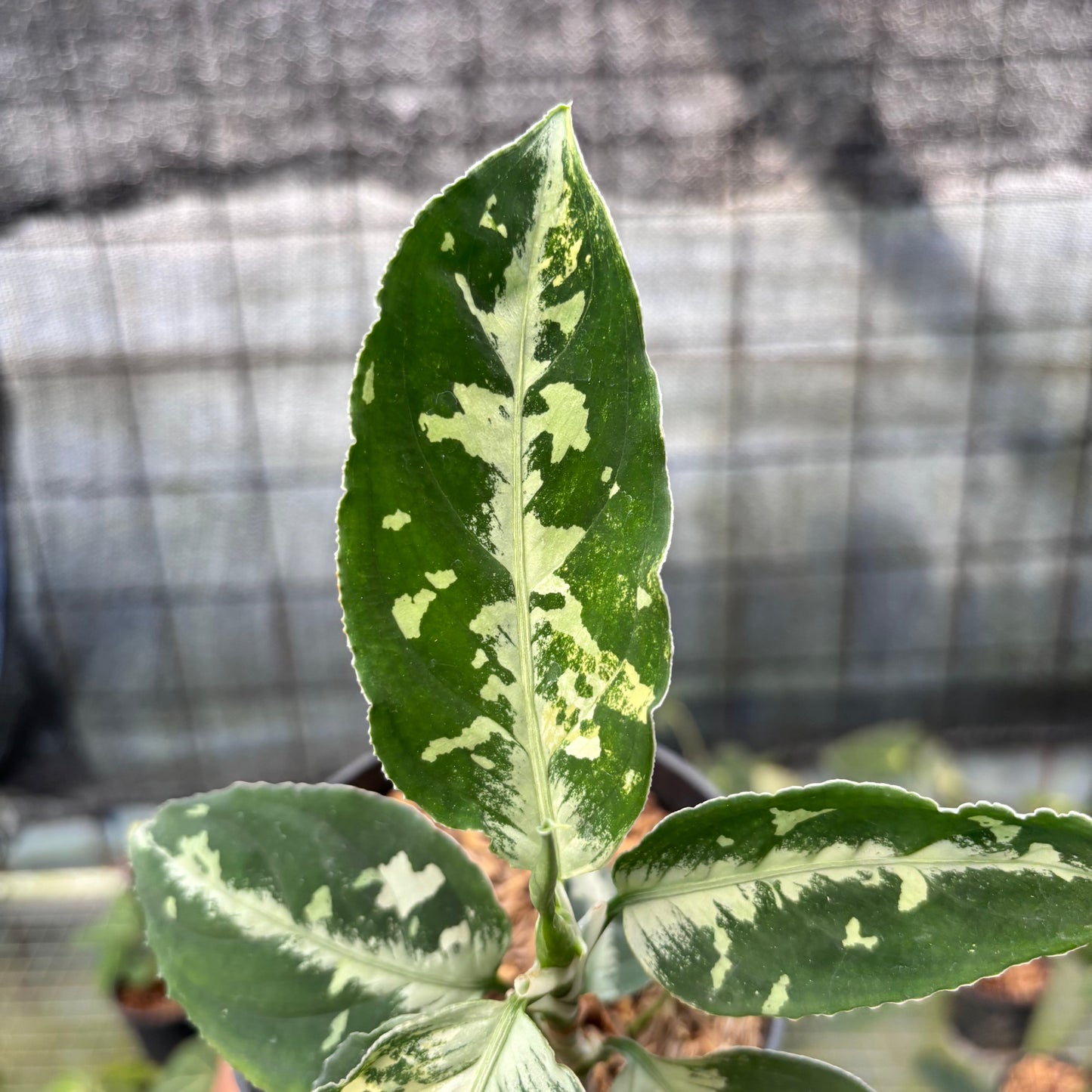Aglaonema Pictum Beecolor Variegated — photo 3