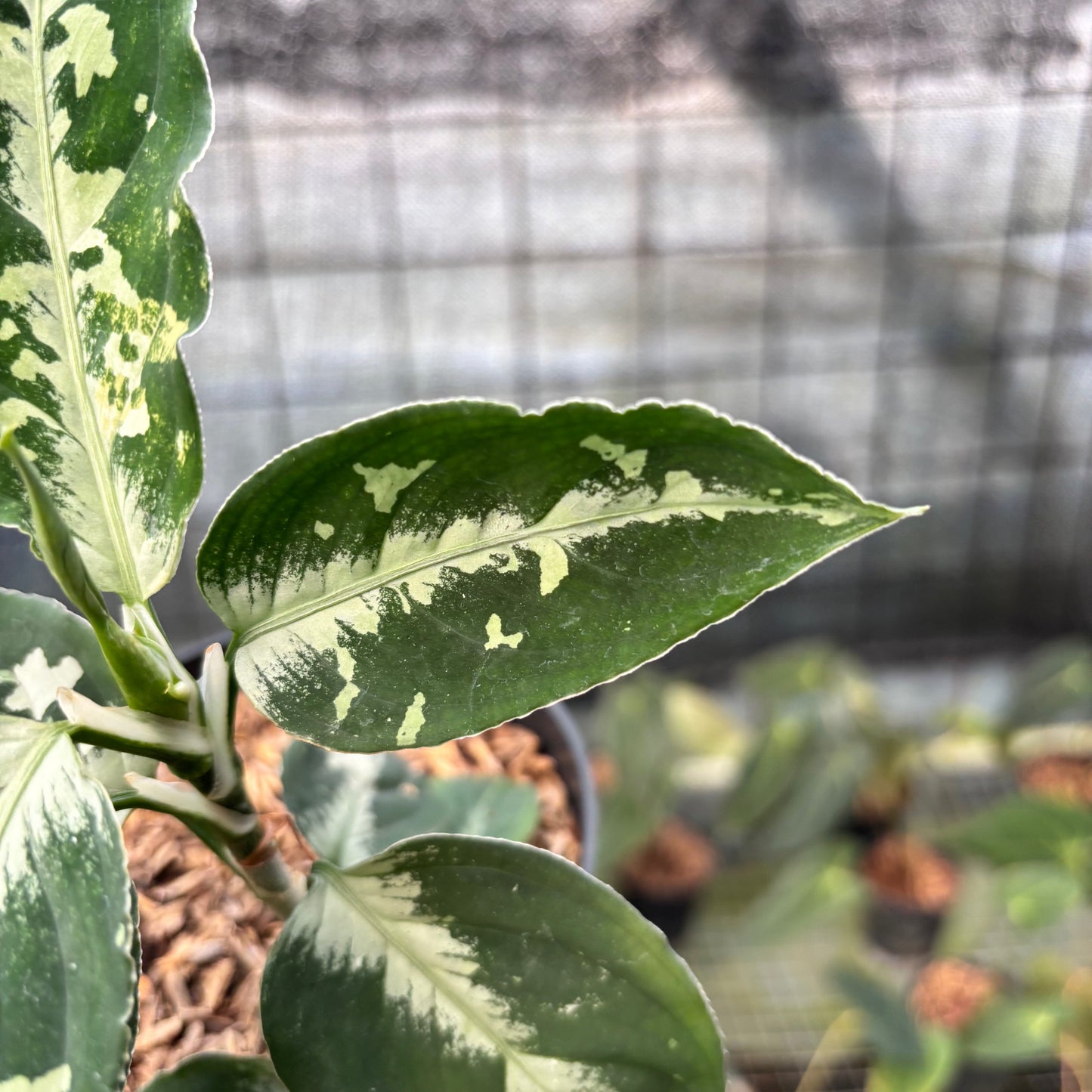 Aglaonema Pictum Beecolor Variegated — photo 4