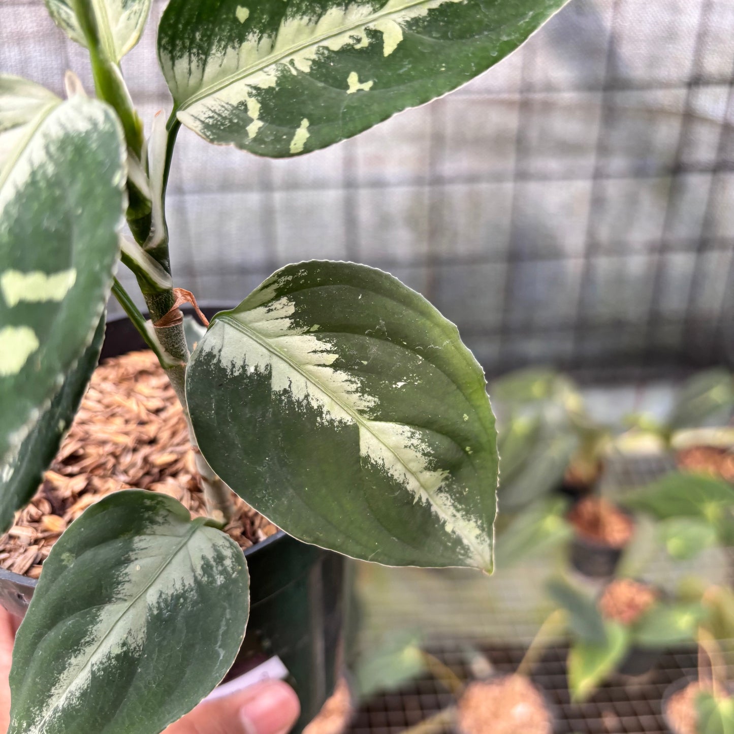 Aglaonema Pictum Beecolor Variegated — photo 5