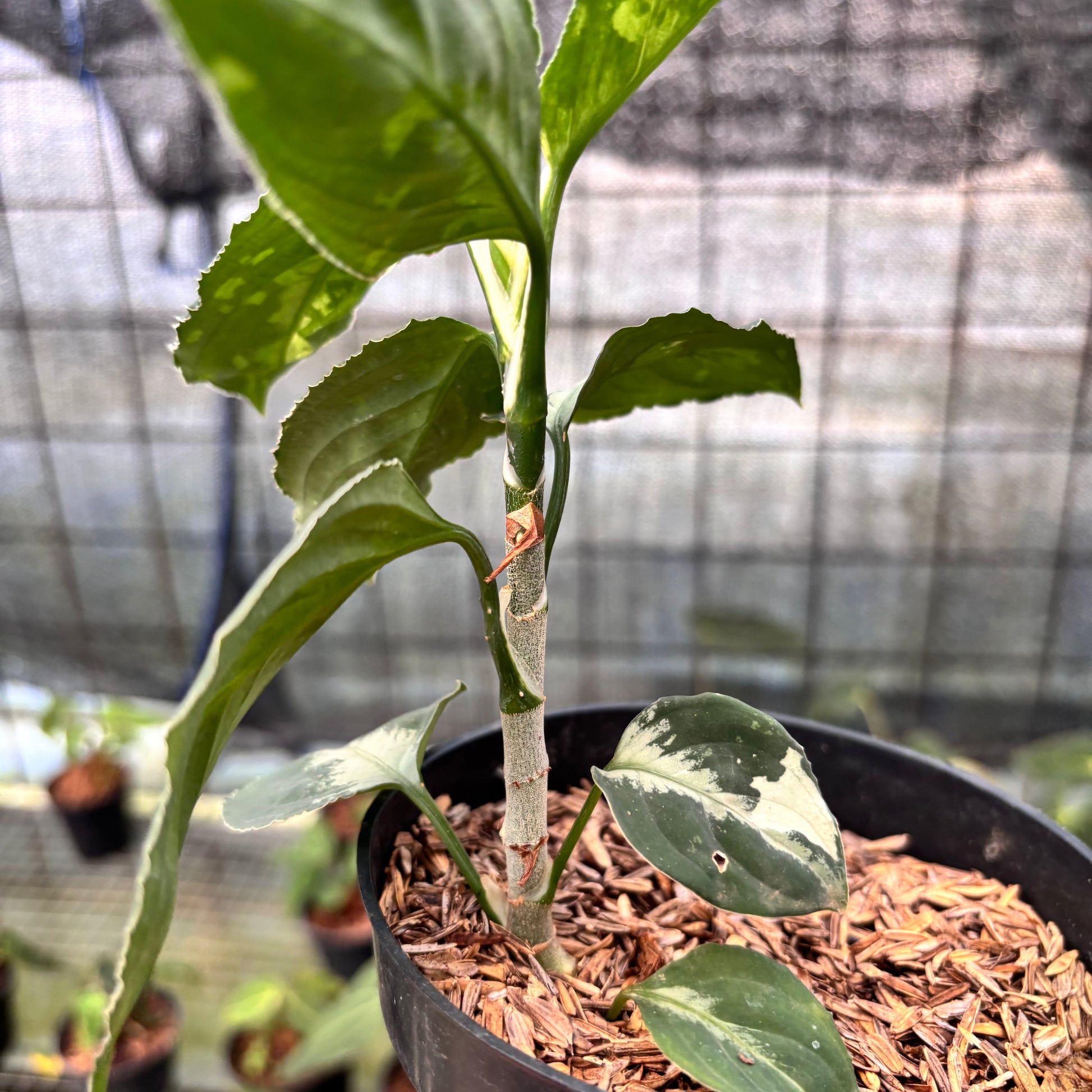 Aglaonema Pictum Beecolor Variegated — photo 6