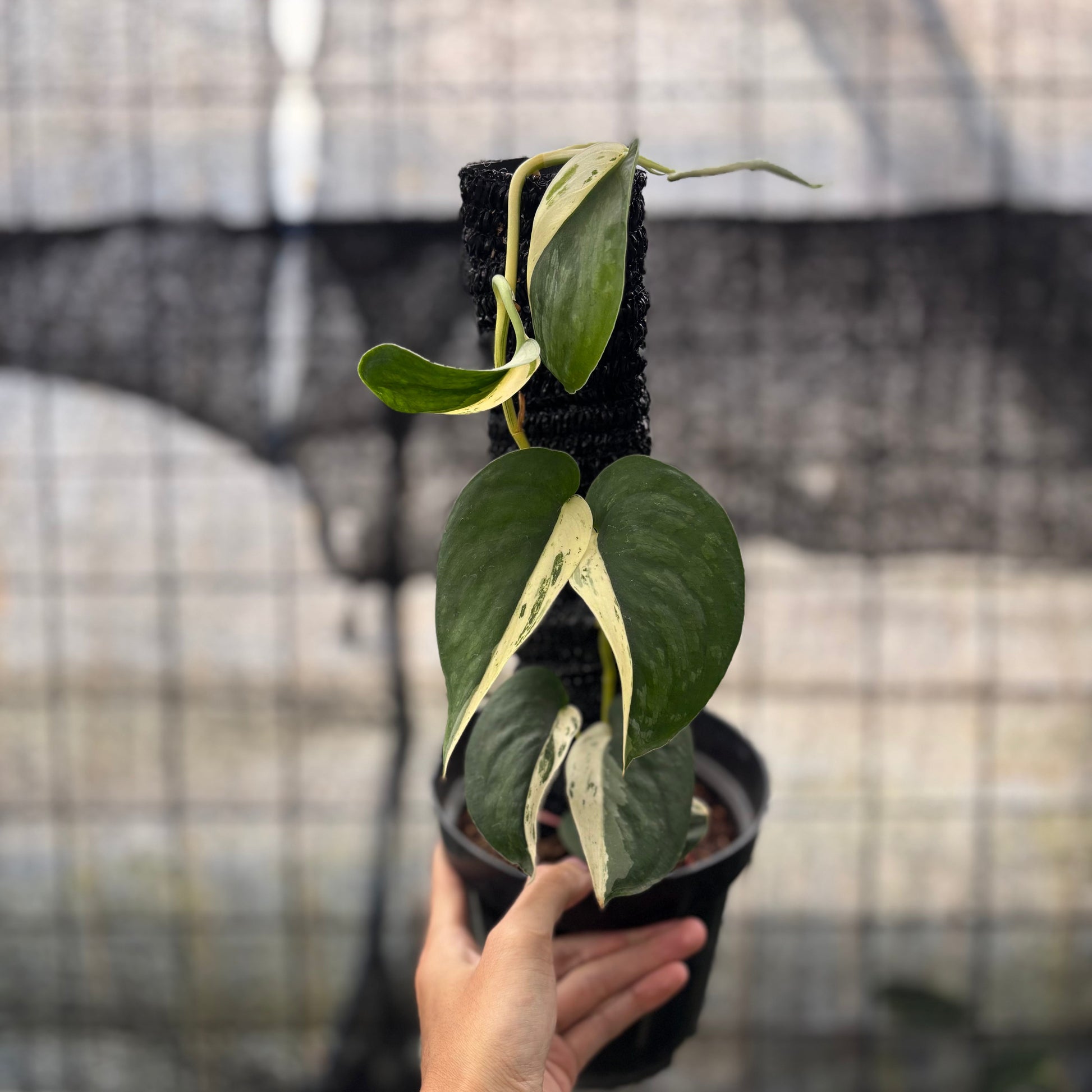 Scindapsus Jade Satin Halfmoon — rare Indonesian plant