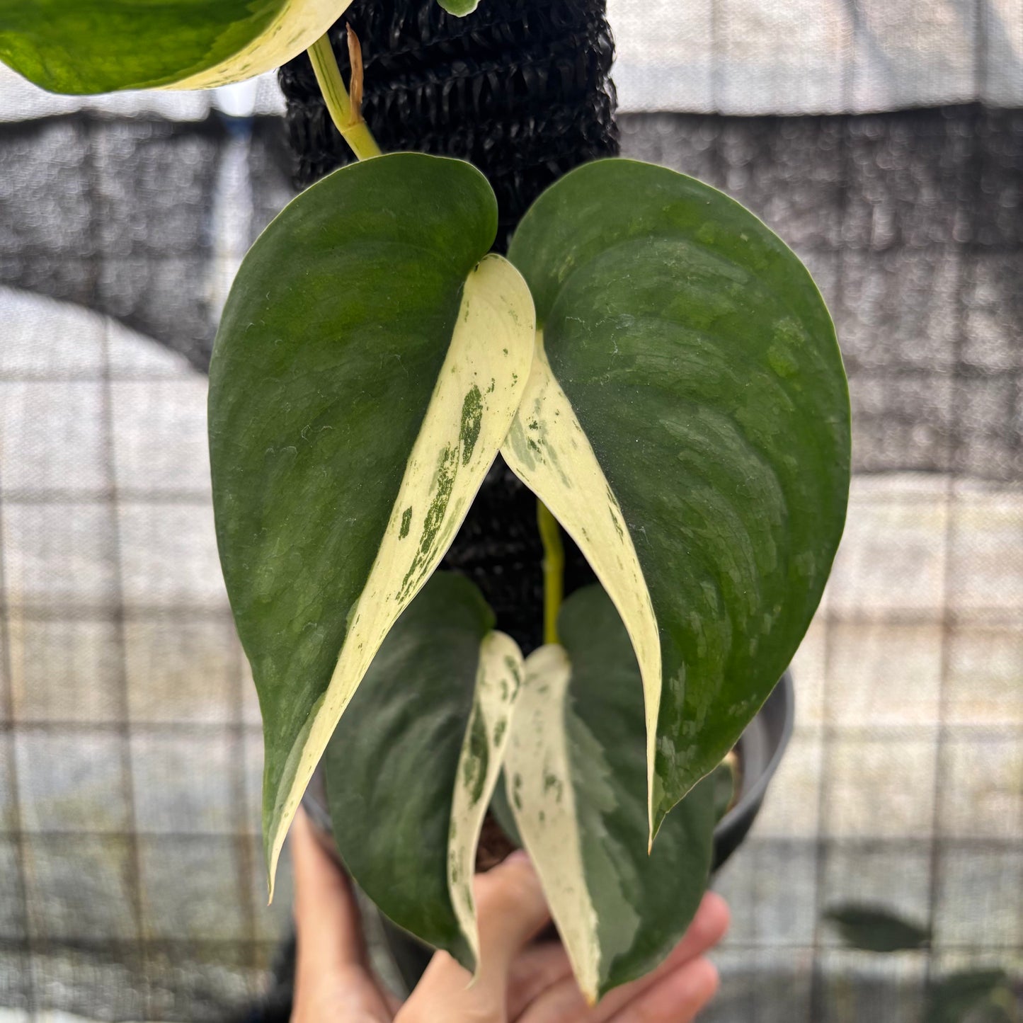 Scindapsus Jade Satin Halfmoon — photo 2