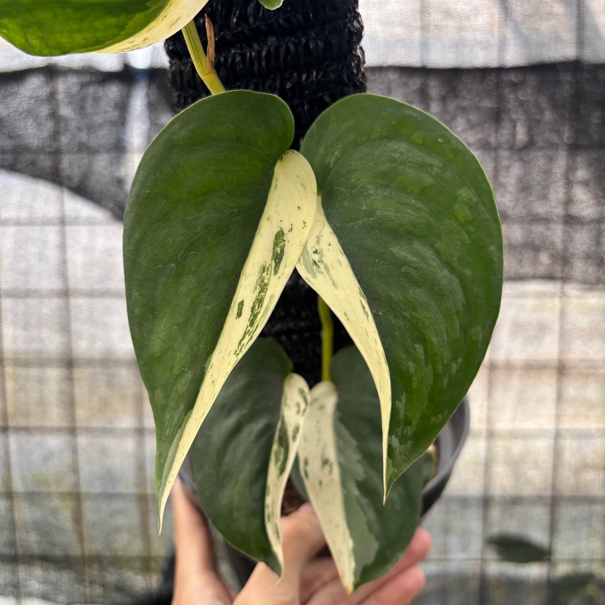 Scindapsus Jade Satin Halfmoon — photo 2