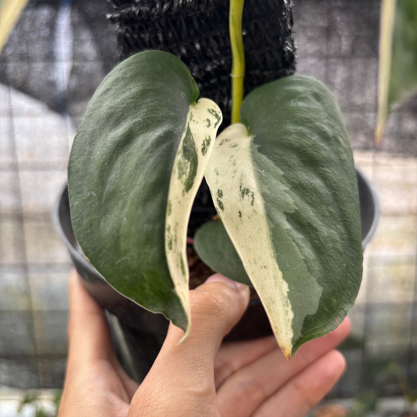 Scindapsus Jade Satin Halfmoon — photo 3