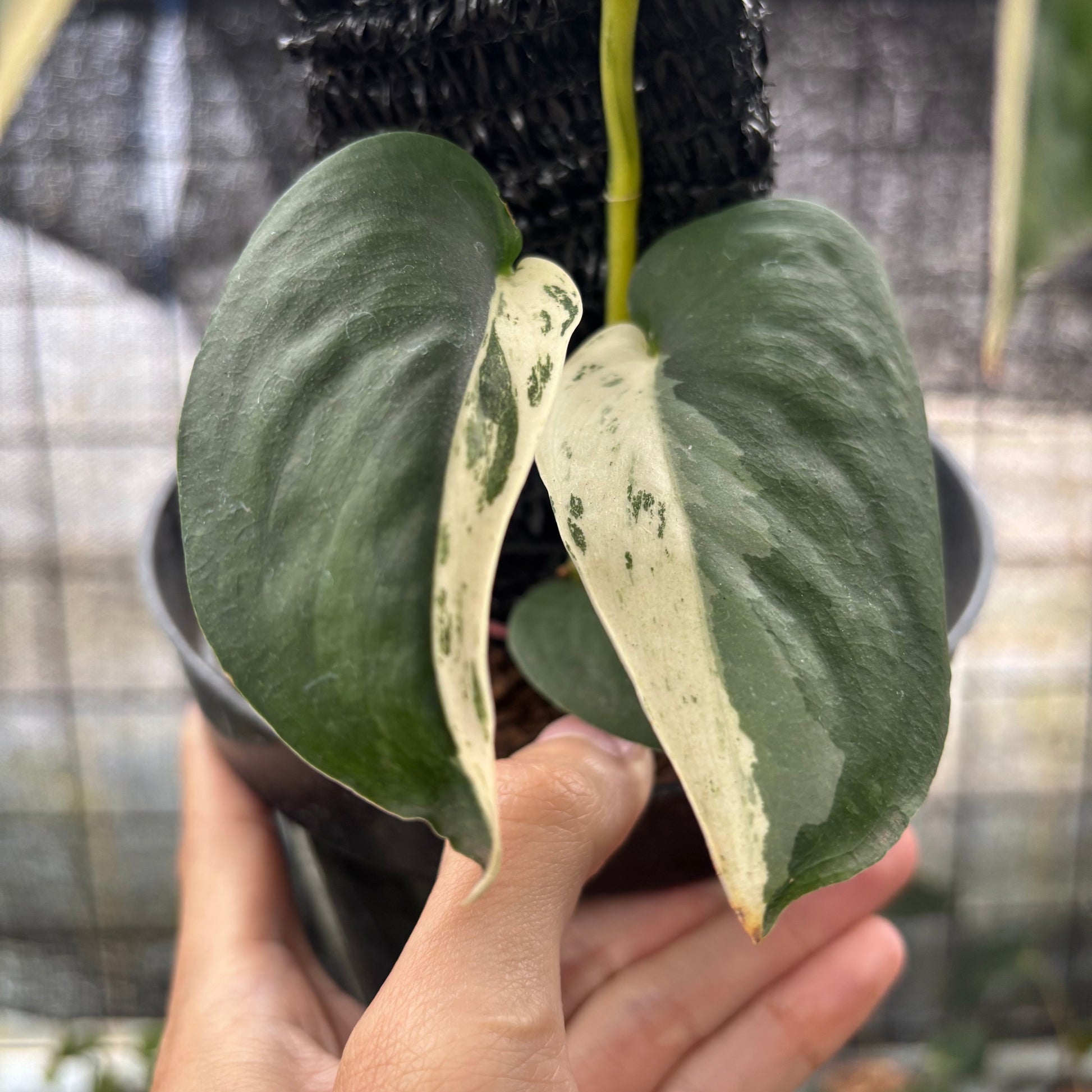 Scindapsus Jade Satin Halfmoon — photo 3
