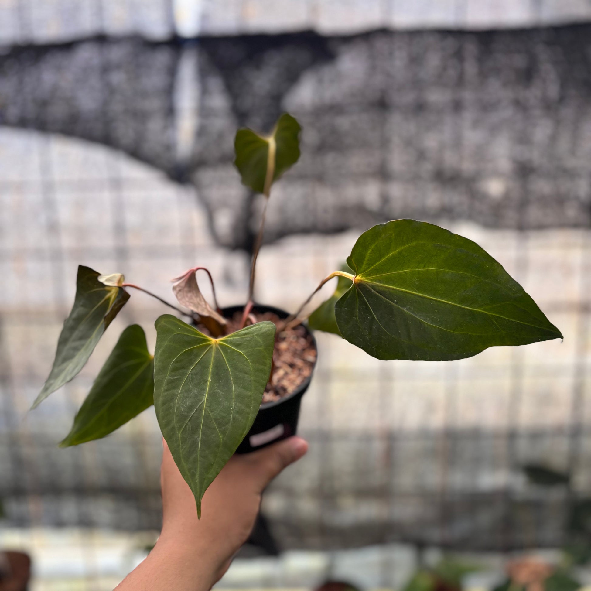 Anthurium Red Spider x Corong — rare Indonesian plant