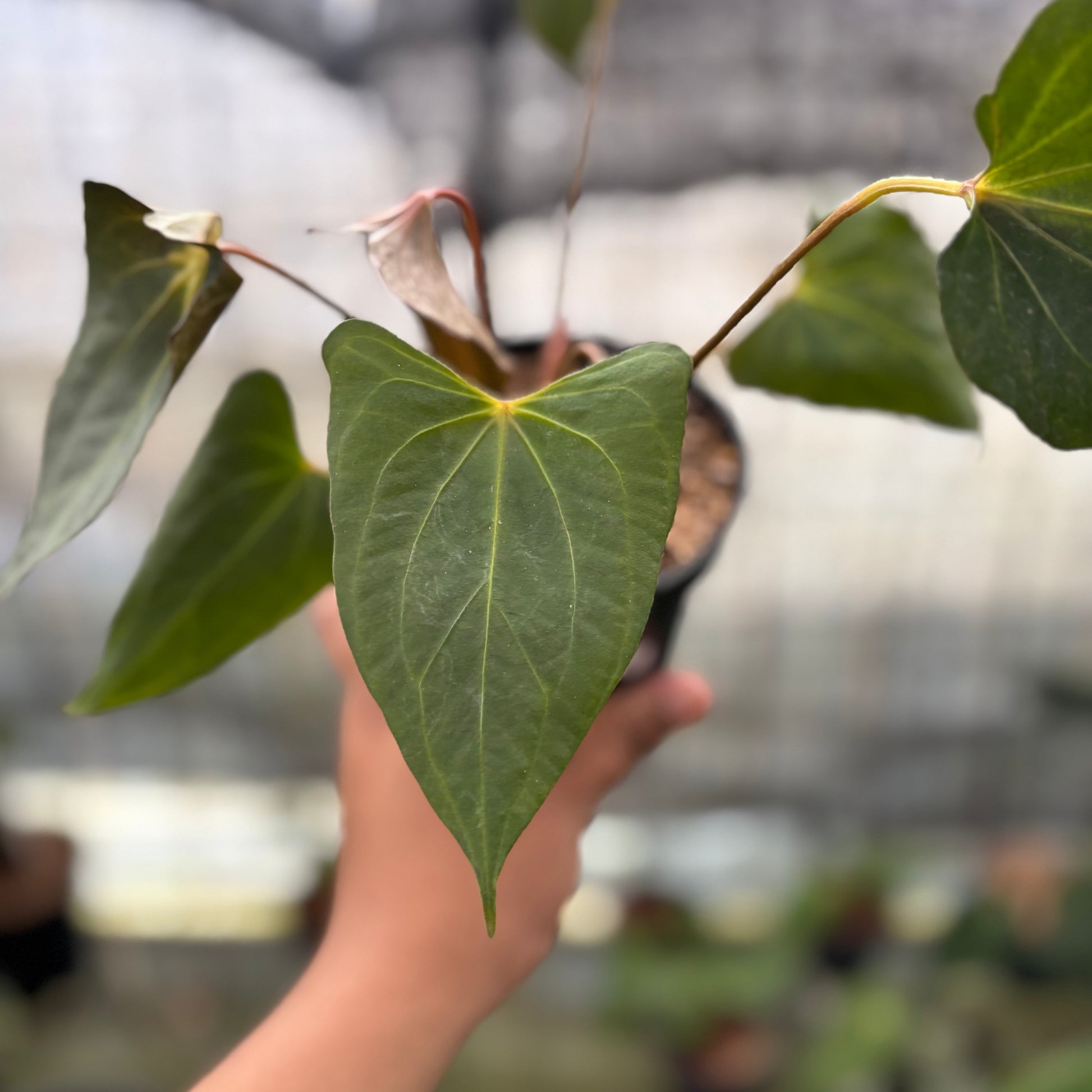 Anthurium Red Spider x Corong — photo 3