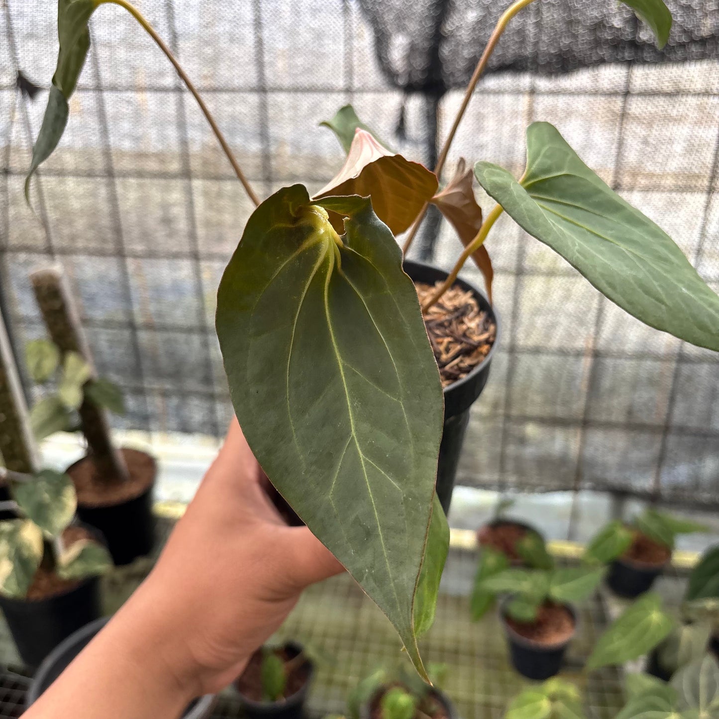 Anthurium Red Spider x Corong — photo 4
