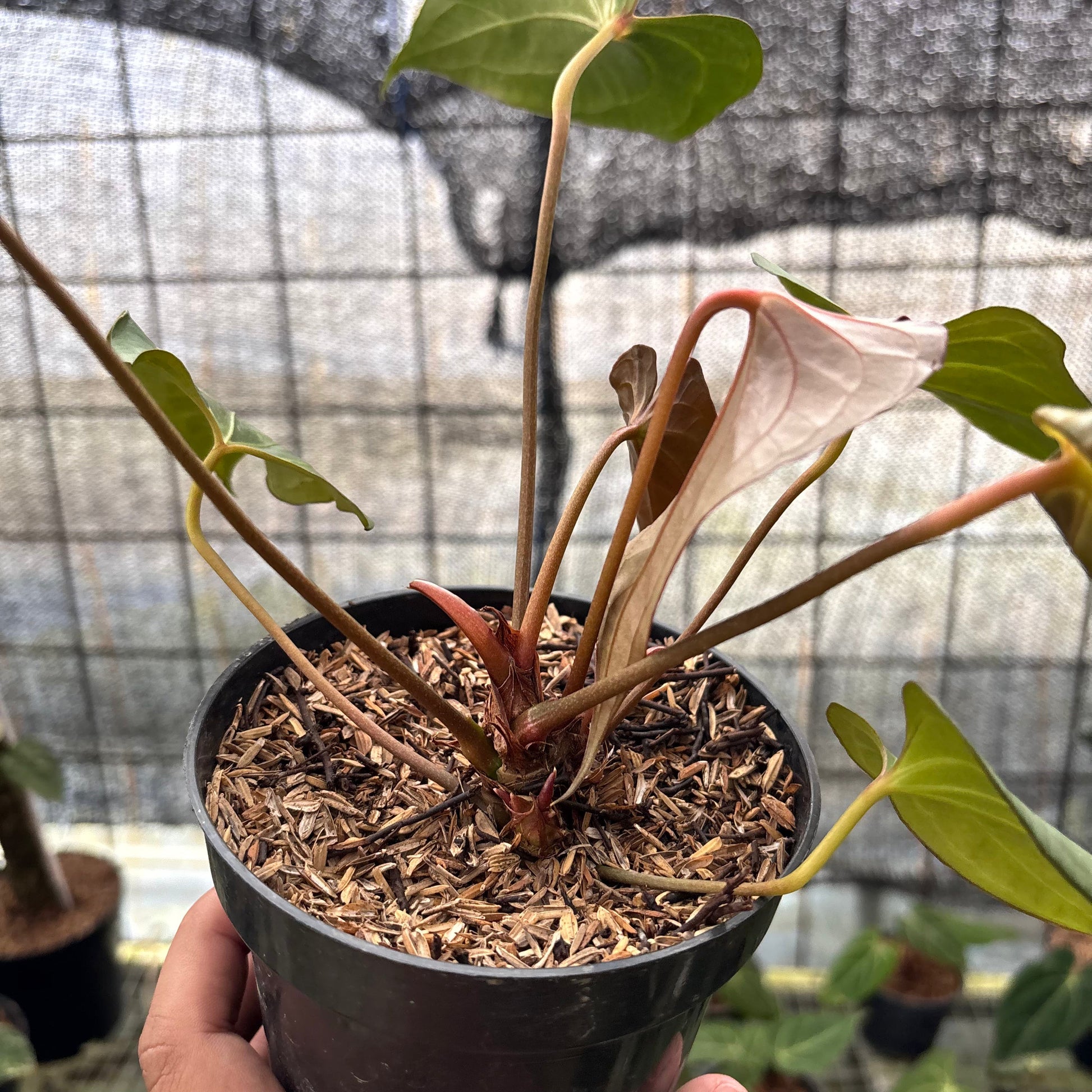 Anthurium Red Spider x Corong — photo 5