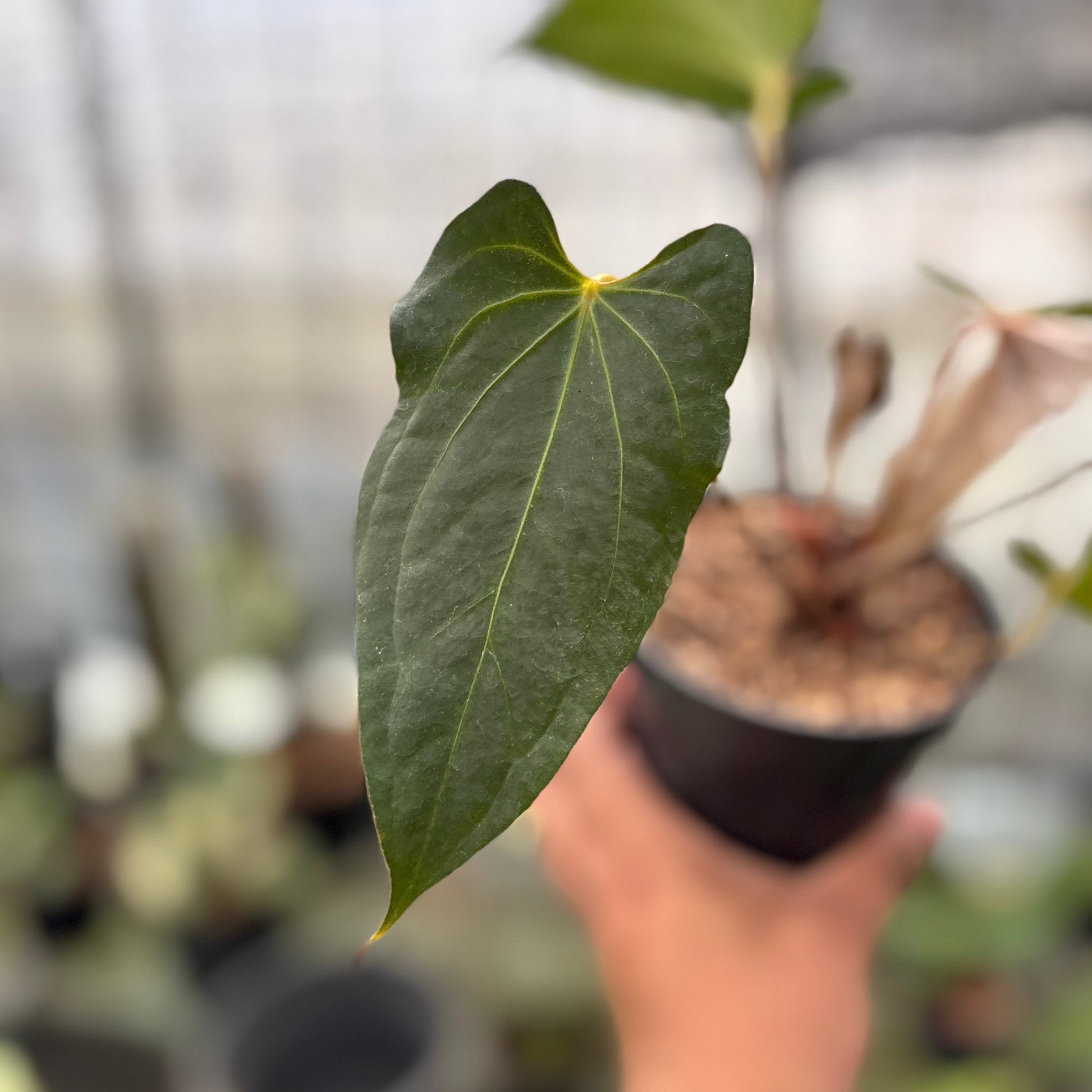 Anthurium Red Spider x Corong — photo 2