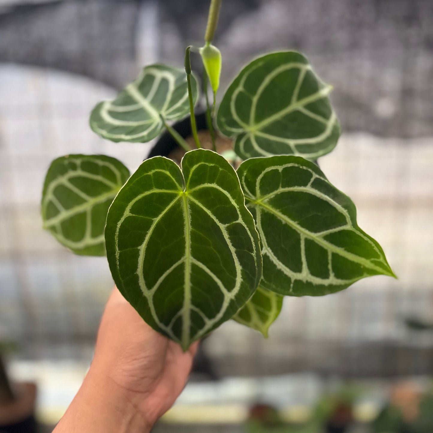 Anthurium Crystallinum Ortodox — rare Indonesian plant