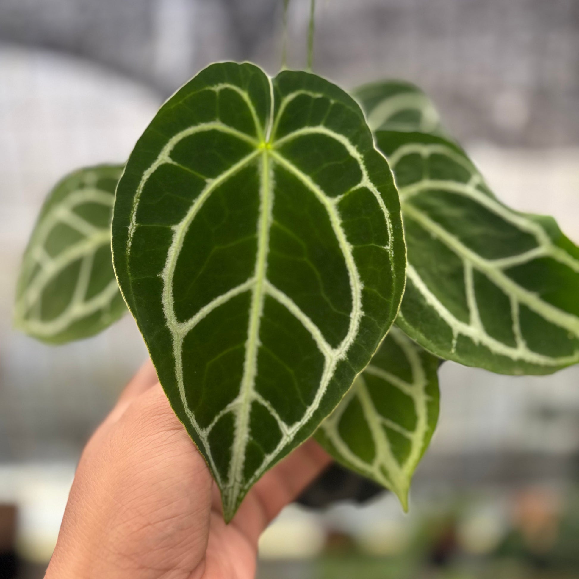 Anthurium Crystallinum Ortodox — photo 2