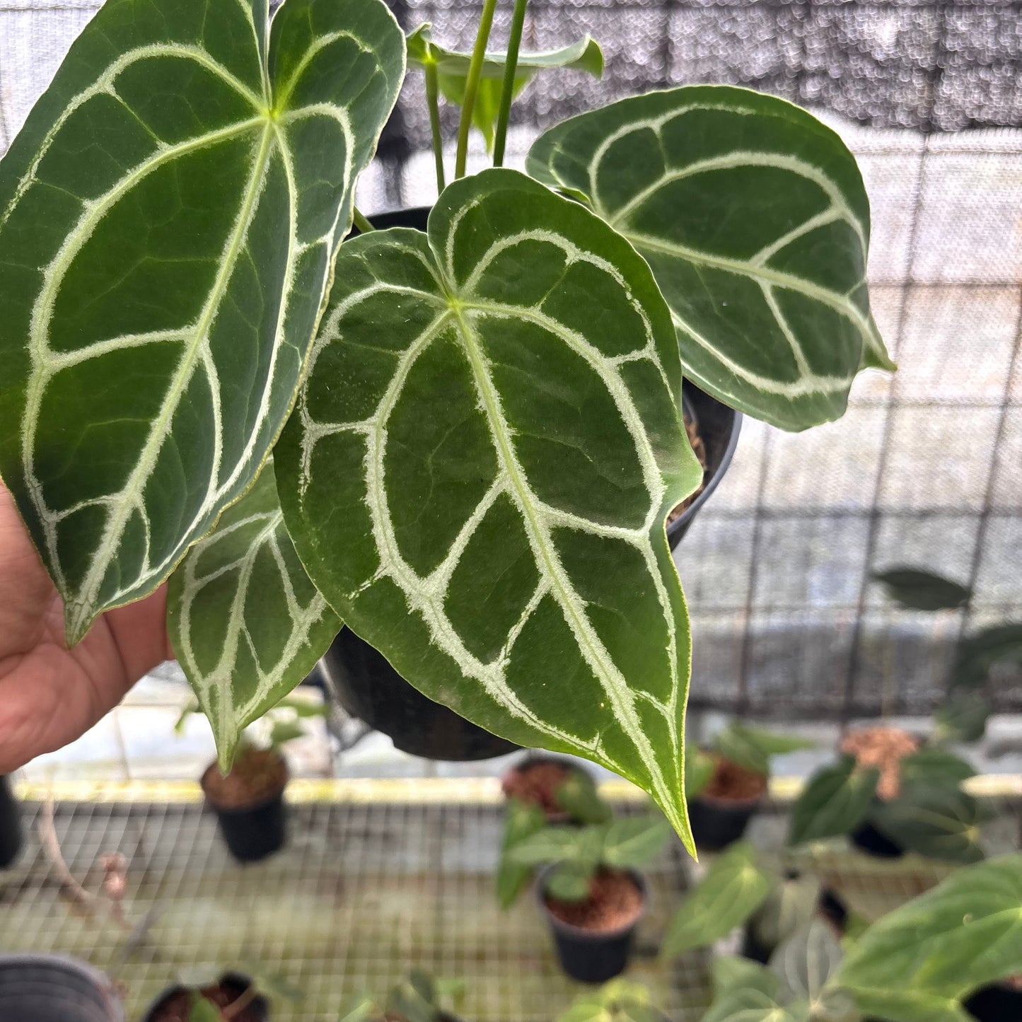 Anthurium Crystallinum Ortodox — photo 3
