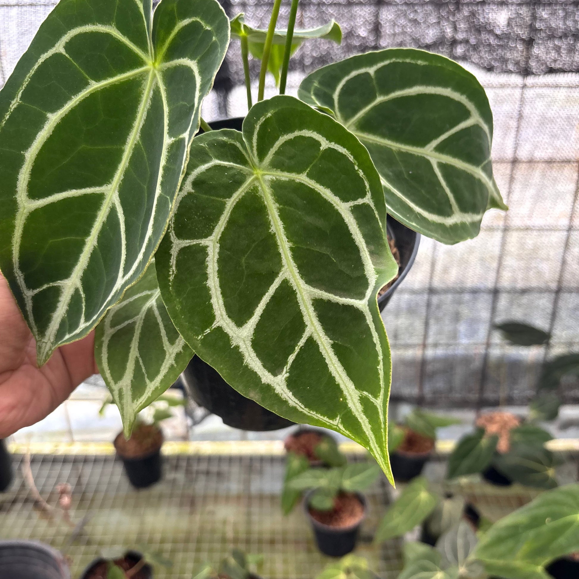 Anthurium Crystallinum Ortodox — photo 3