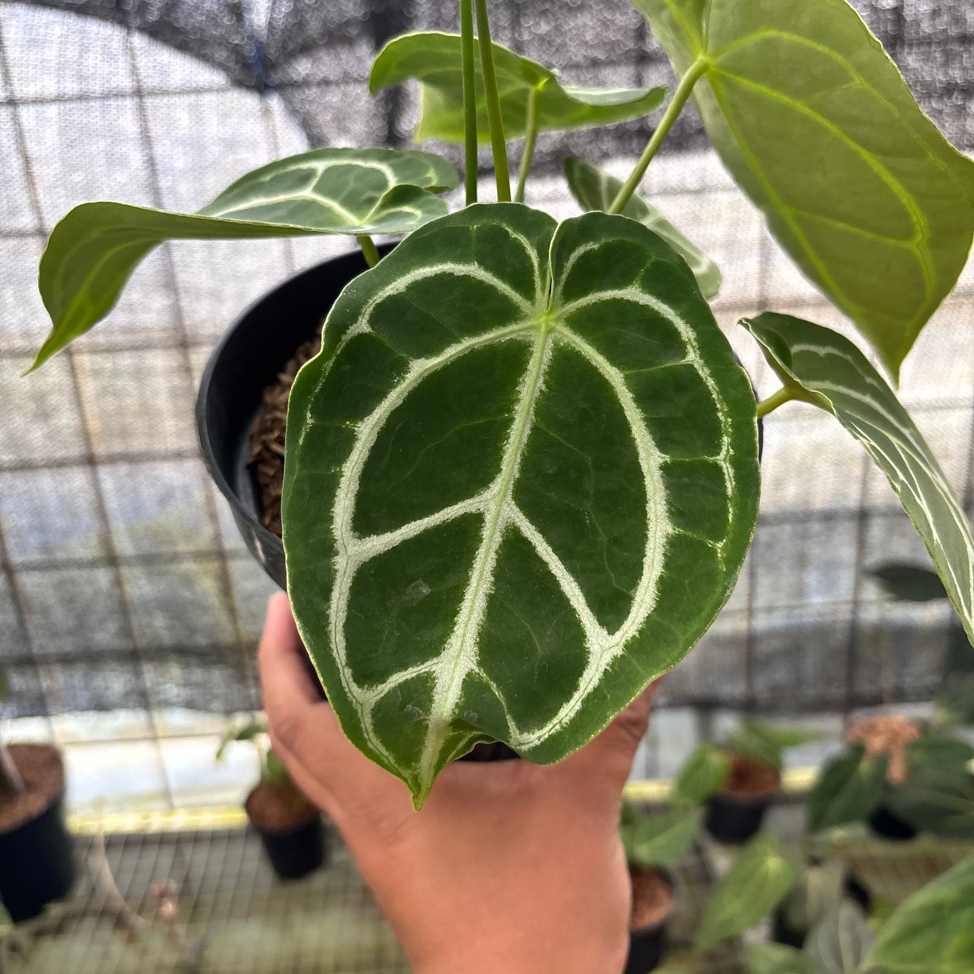 Anthurium Crystallinum Ortodox — photo 4