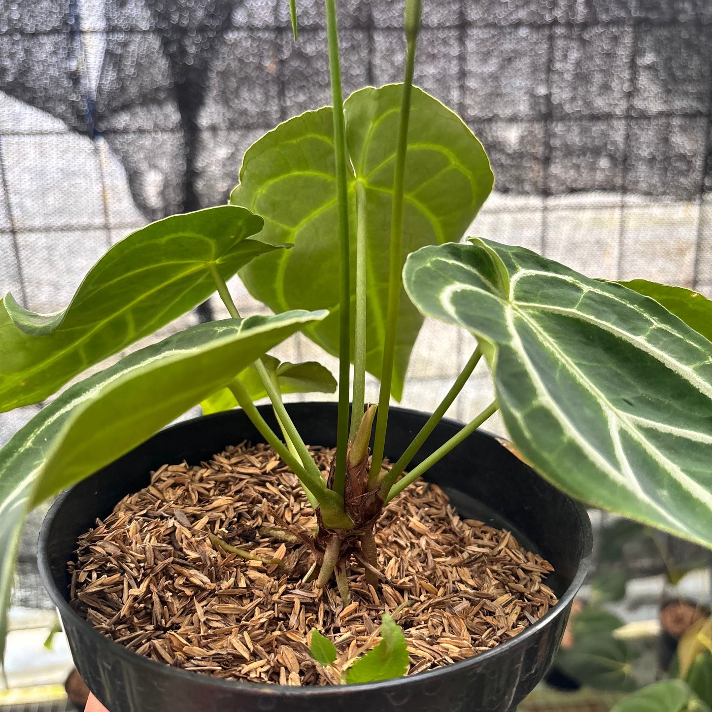 Anthurium Crystallinum Ortodox — photo 5