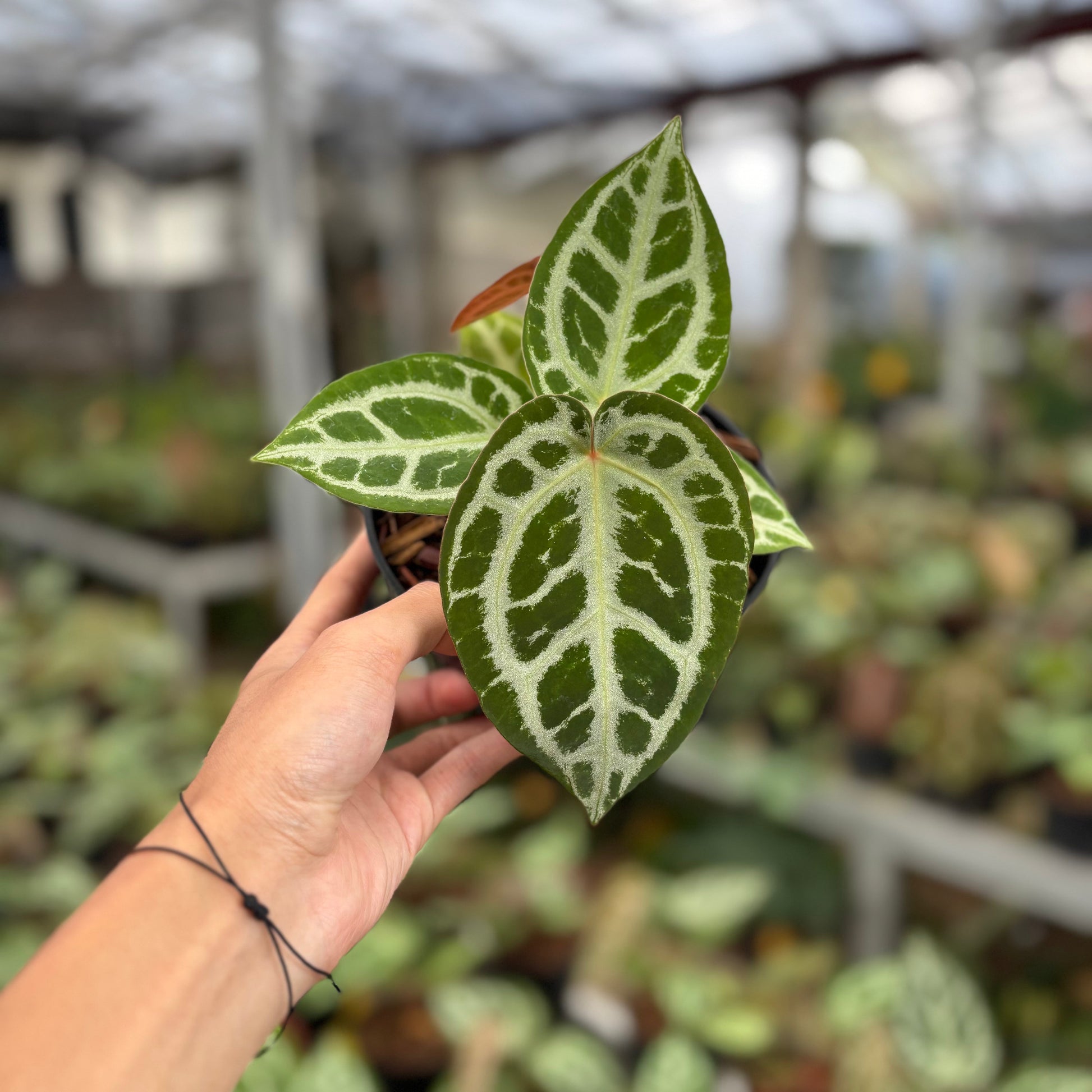 Anthurium Silver Chrome x Michelle - Indonesian Rare Plants