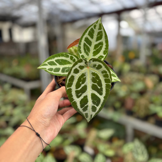 Anthurium Silver Chrome x Michelle - Indonesian Rare Plants