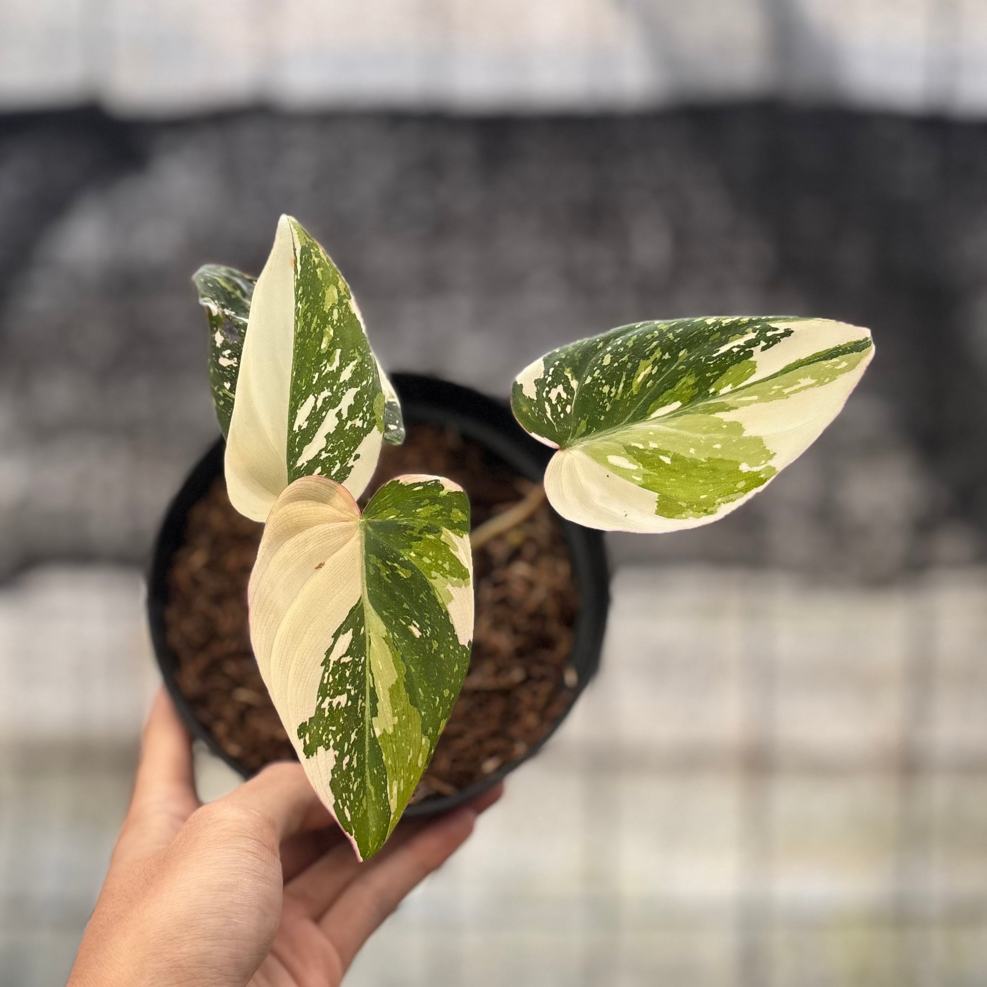 Philodendron Gloriosum Treecolor — rare Indonesian plant