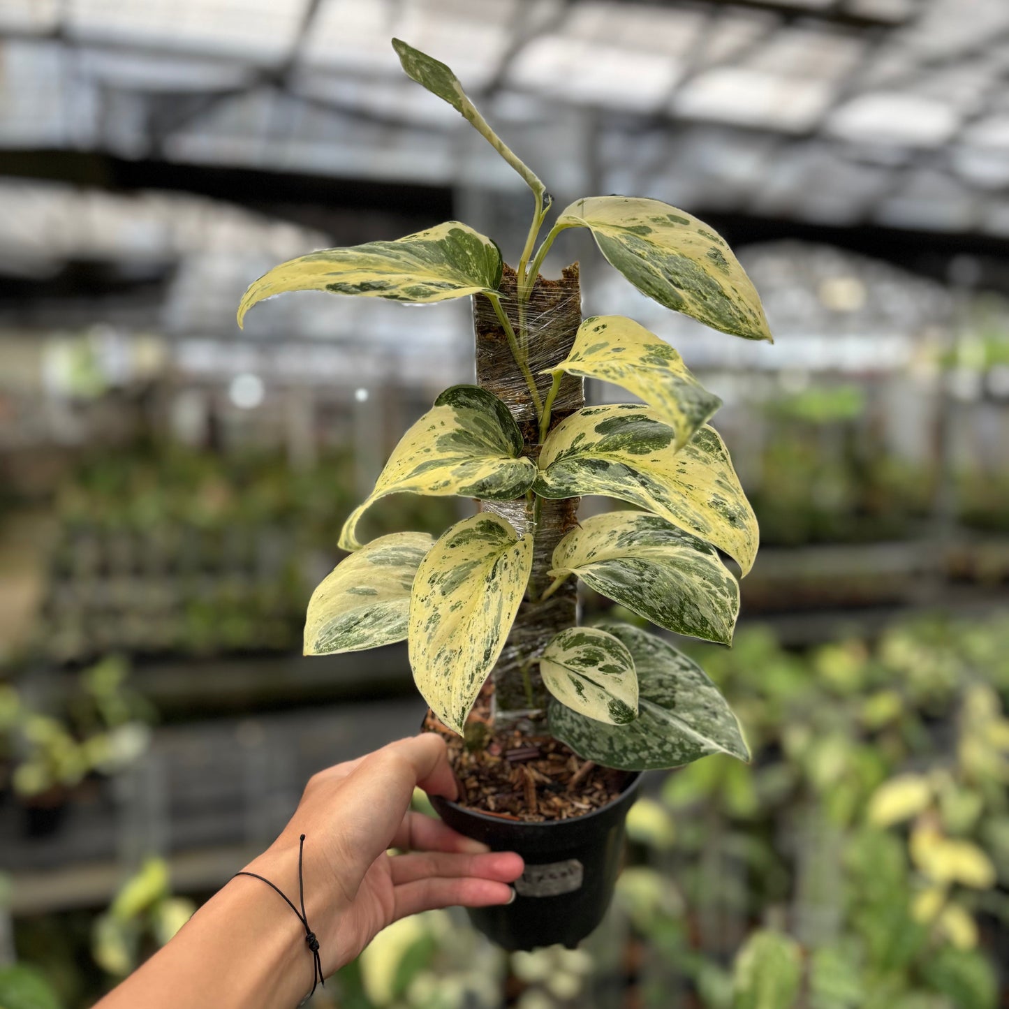 Scindapsus Exotica Salaca - Indonesian Rare Plants