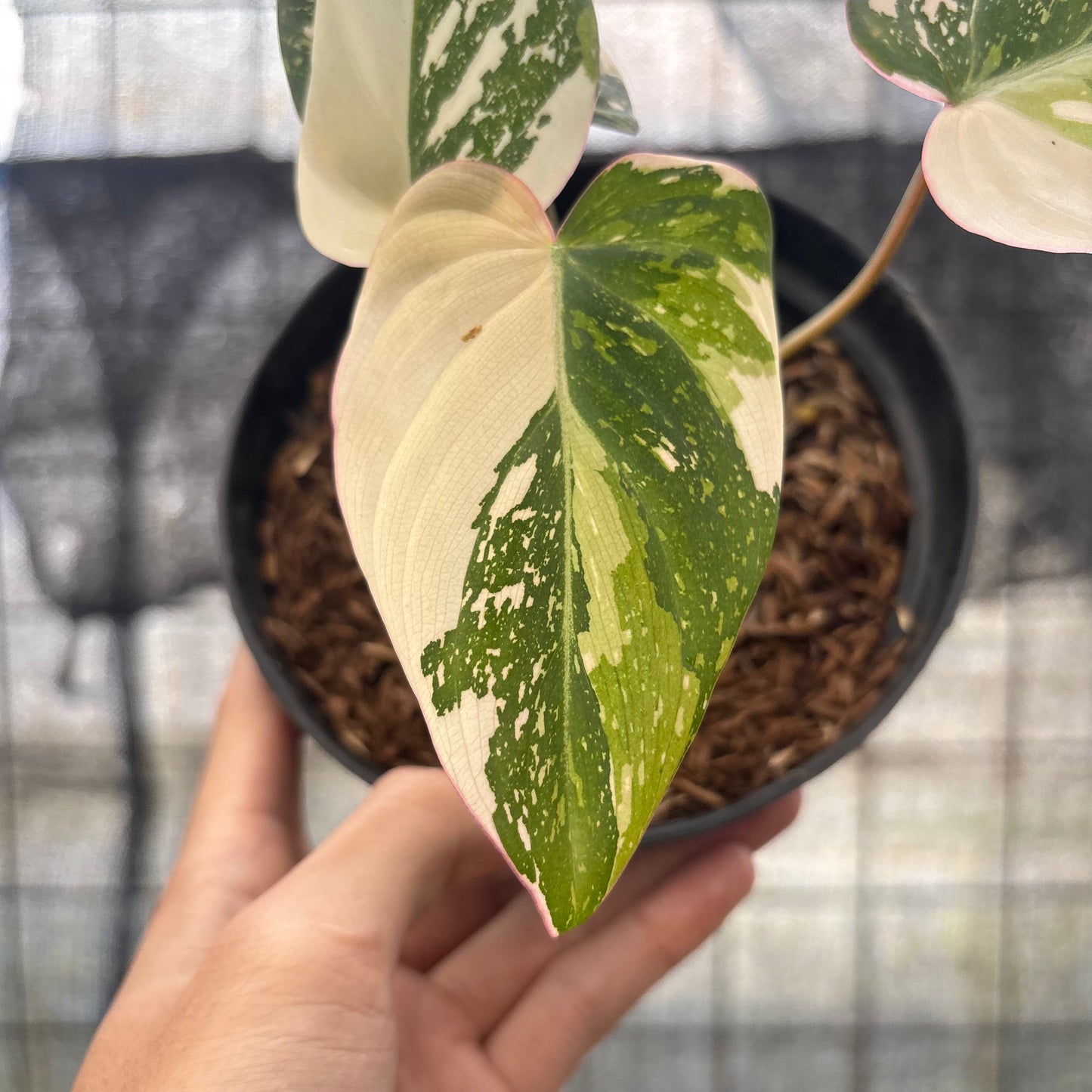 Philodendron Gloriosum Treecolor — photo 2