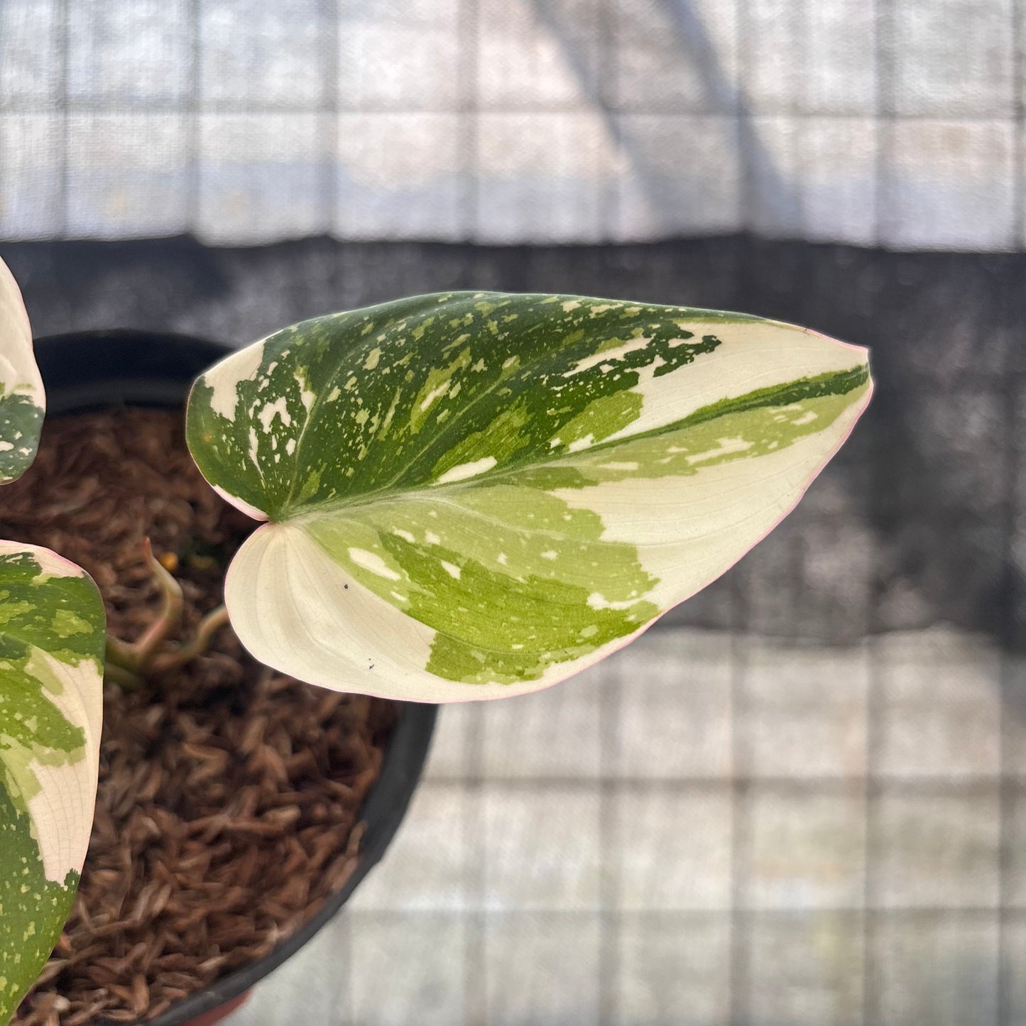 Philodendron Gloriosum Treecolor — photo 3