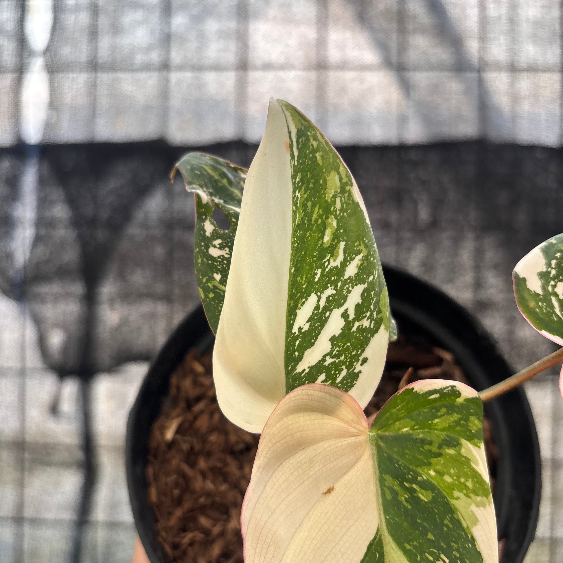 Philodendron Gloriosum Treecolor — photo 4