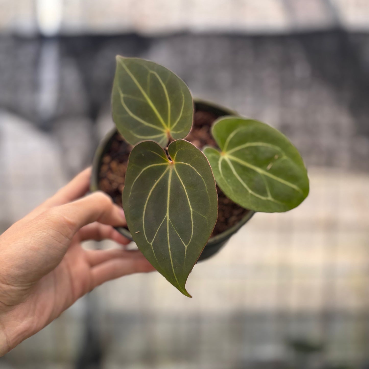 Anthurium King Of Spades — rare Indonesian plant