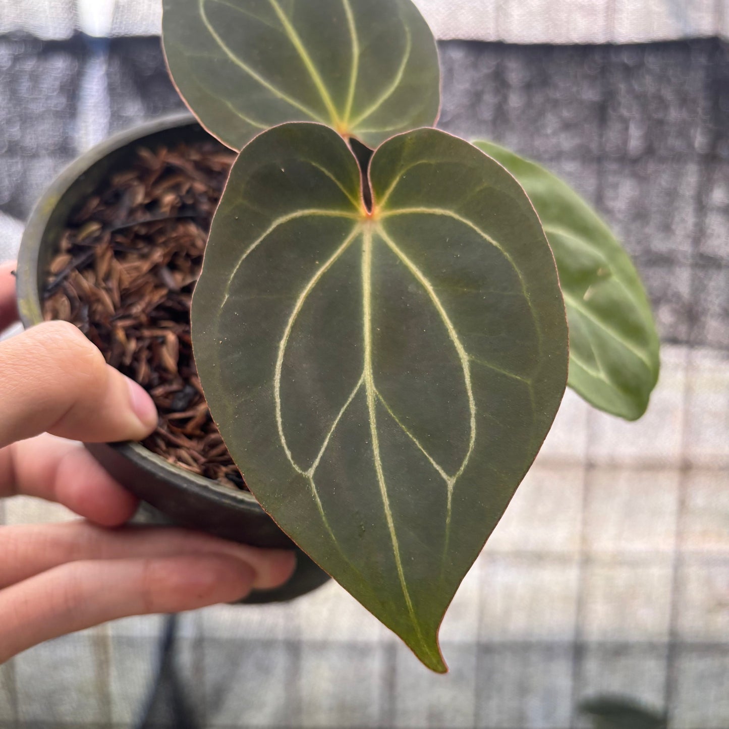 Anthurium King Of Spades — photo 2