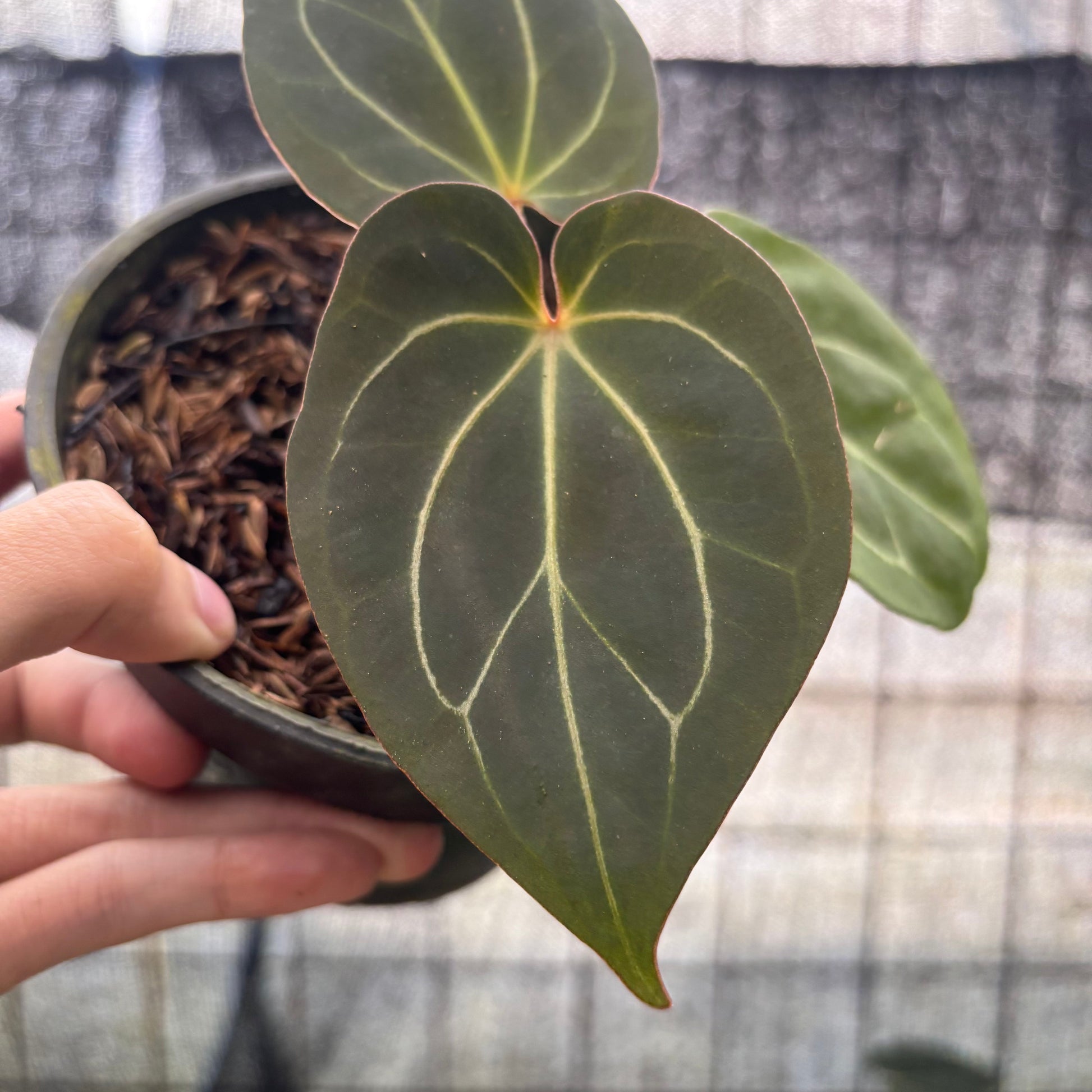 Anthurium King Of Spades — photo 2