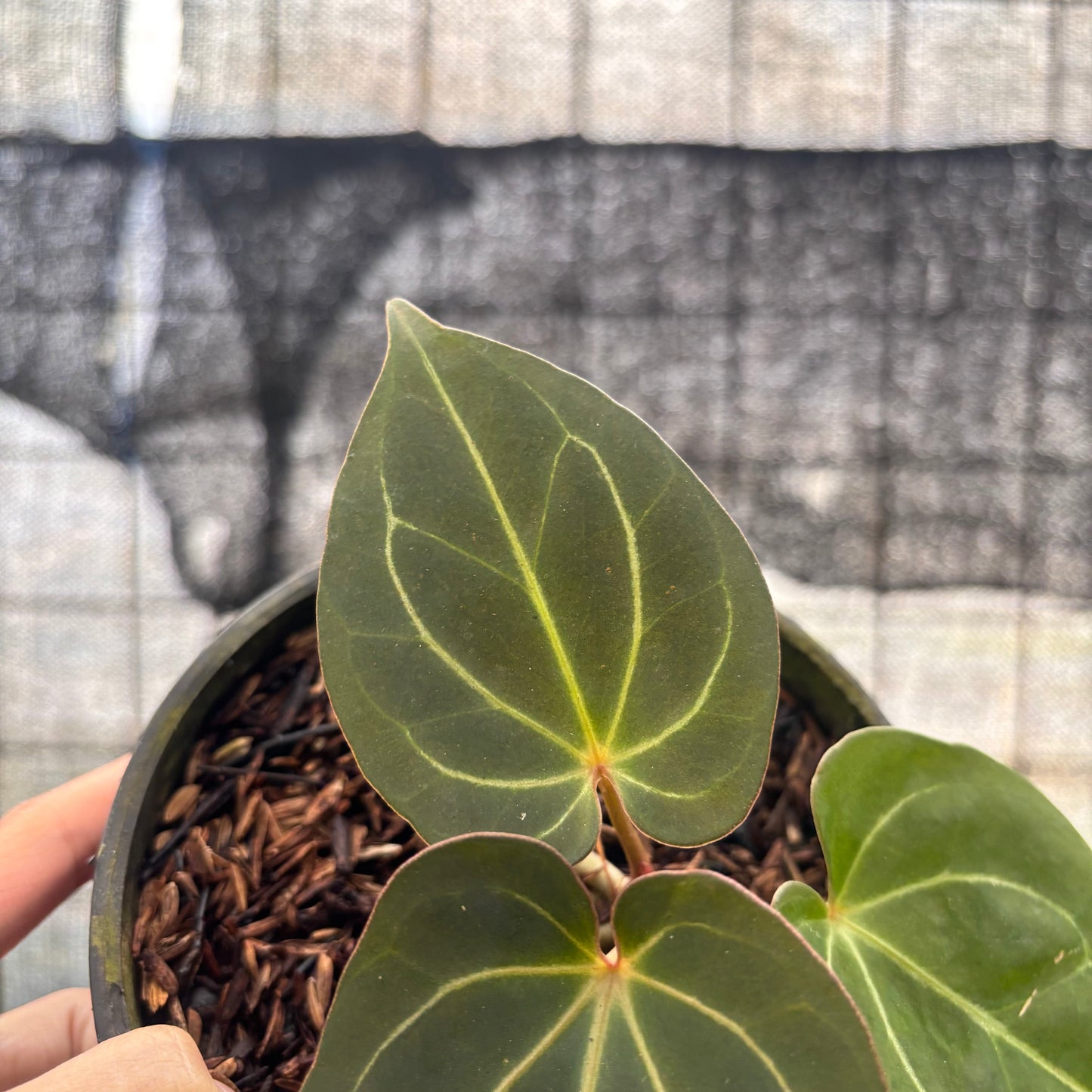 Anthurium King Of Spades — photo 3