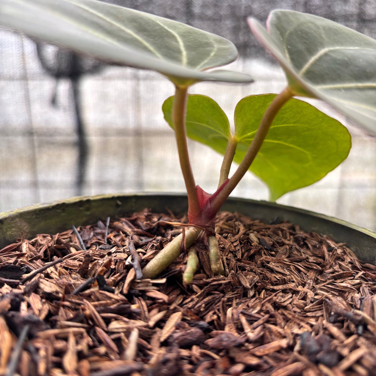 Anthurium King Of Spades — photo 5