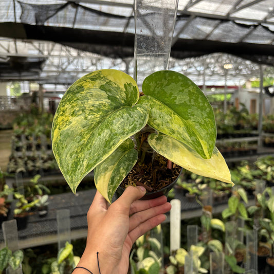 Scindapsus Swarna Bumi - Indonesian Rare Plants