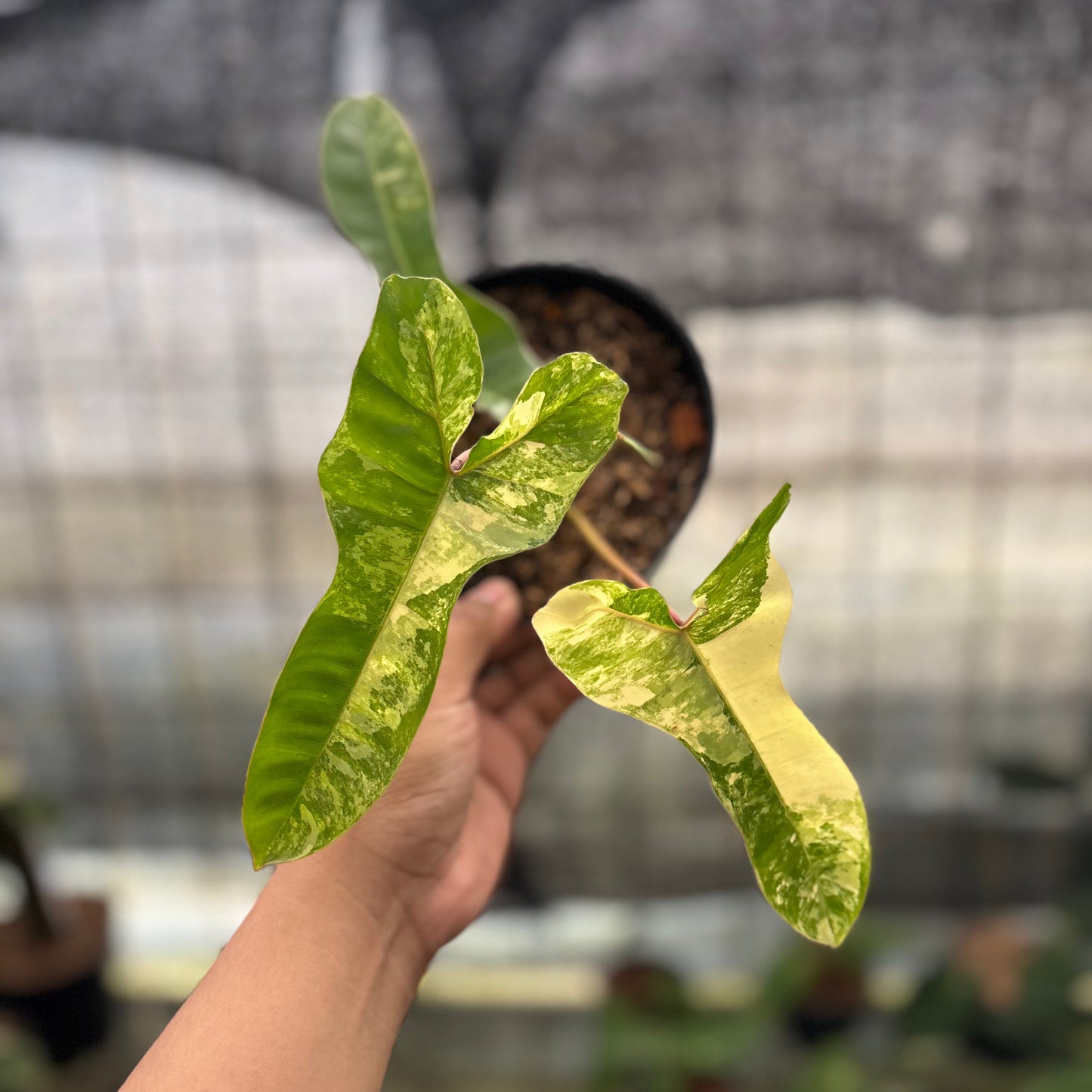 Philodendron Domesticum x Atabaphoense Variegated — rare Indonesian plant